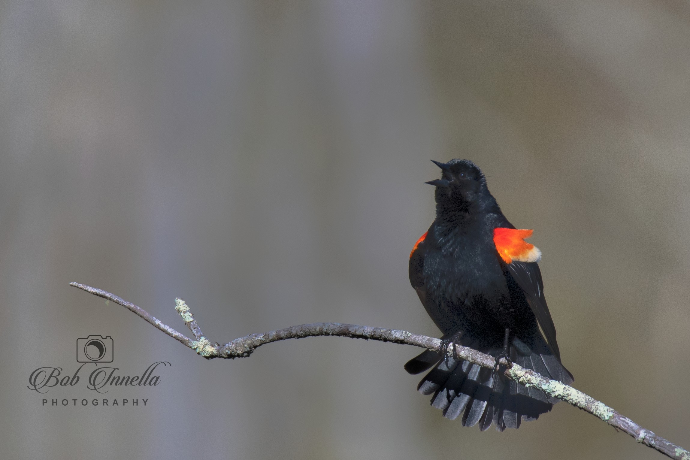 Red_wing_Blackbird  by Buckmaster
