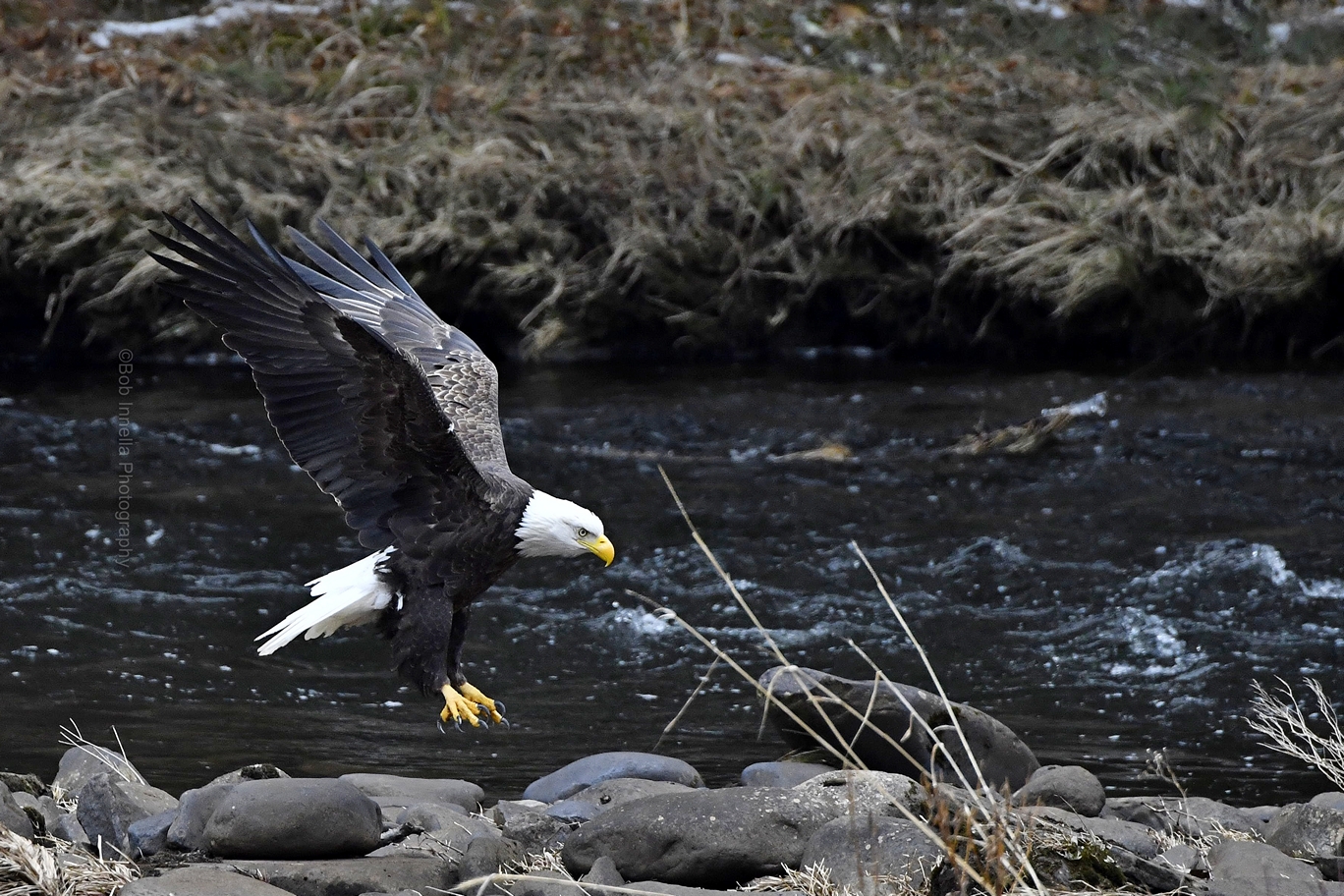 Eagle_9374 Bald Eagle, Mongaup River, Rio,NY by Buckmaster