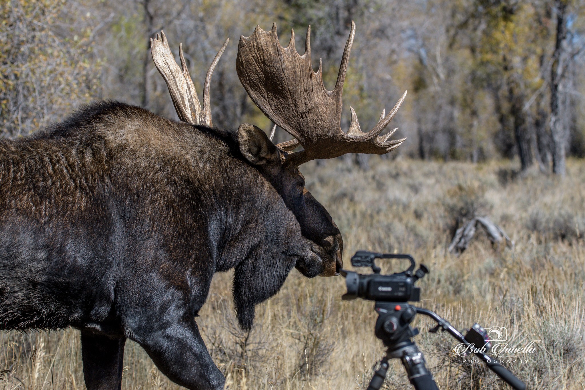 Moose_Camera I had to retreat back as this Bull Moose wanted My Space, Wyoming 2018 by Buckmaster