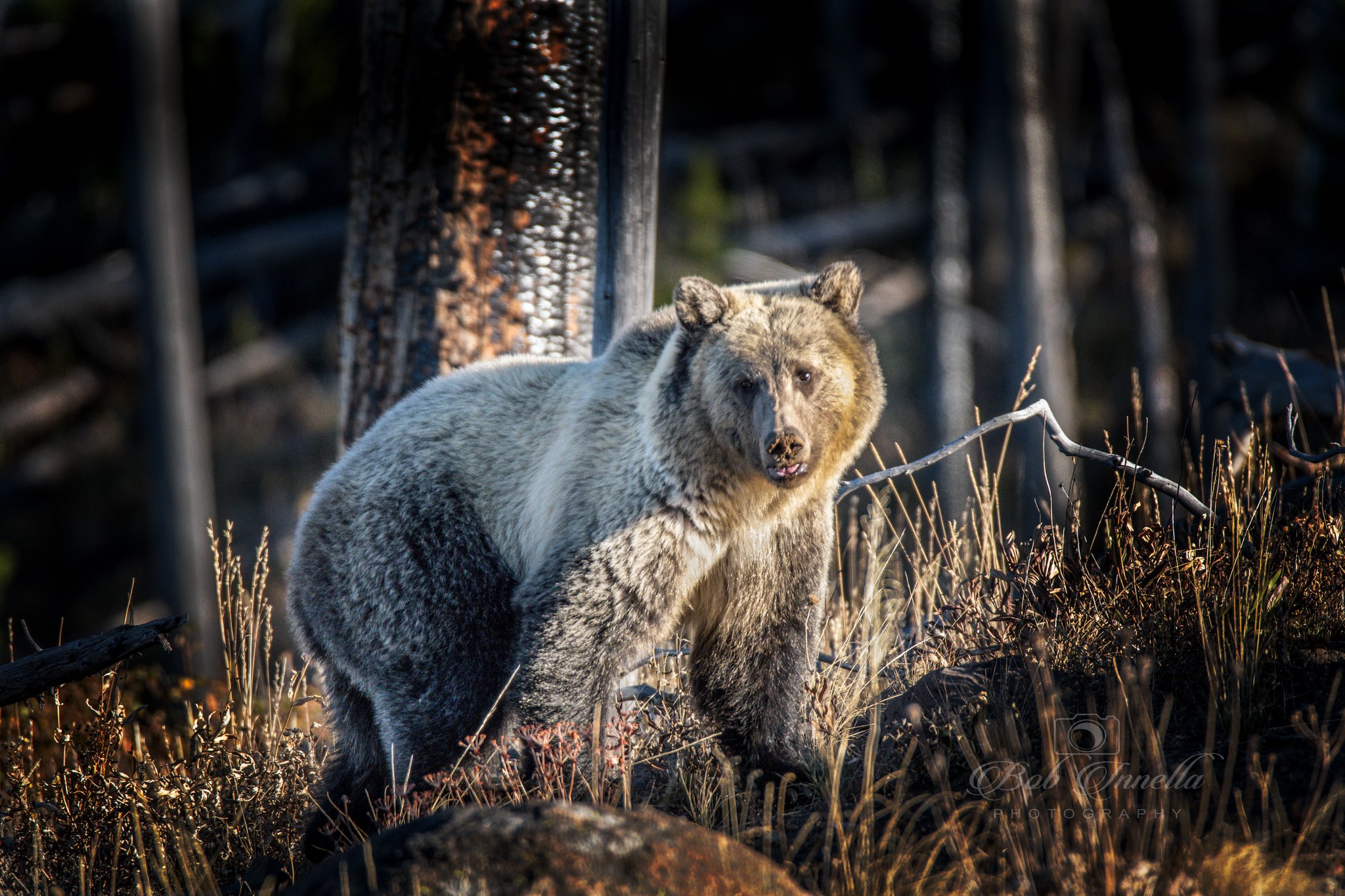 Grizzly Bear Taken In Wyoming 2018  by Buckmaster