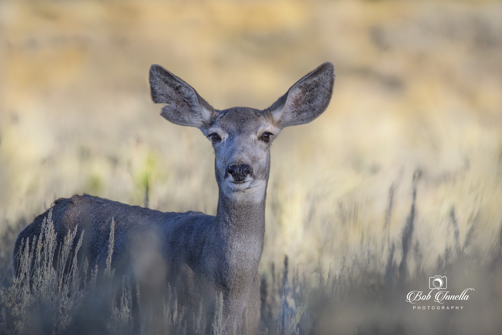 Mule Deer Doe Feeding in Wyoming 2018  by Buckmaster