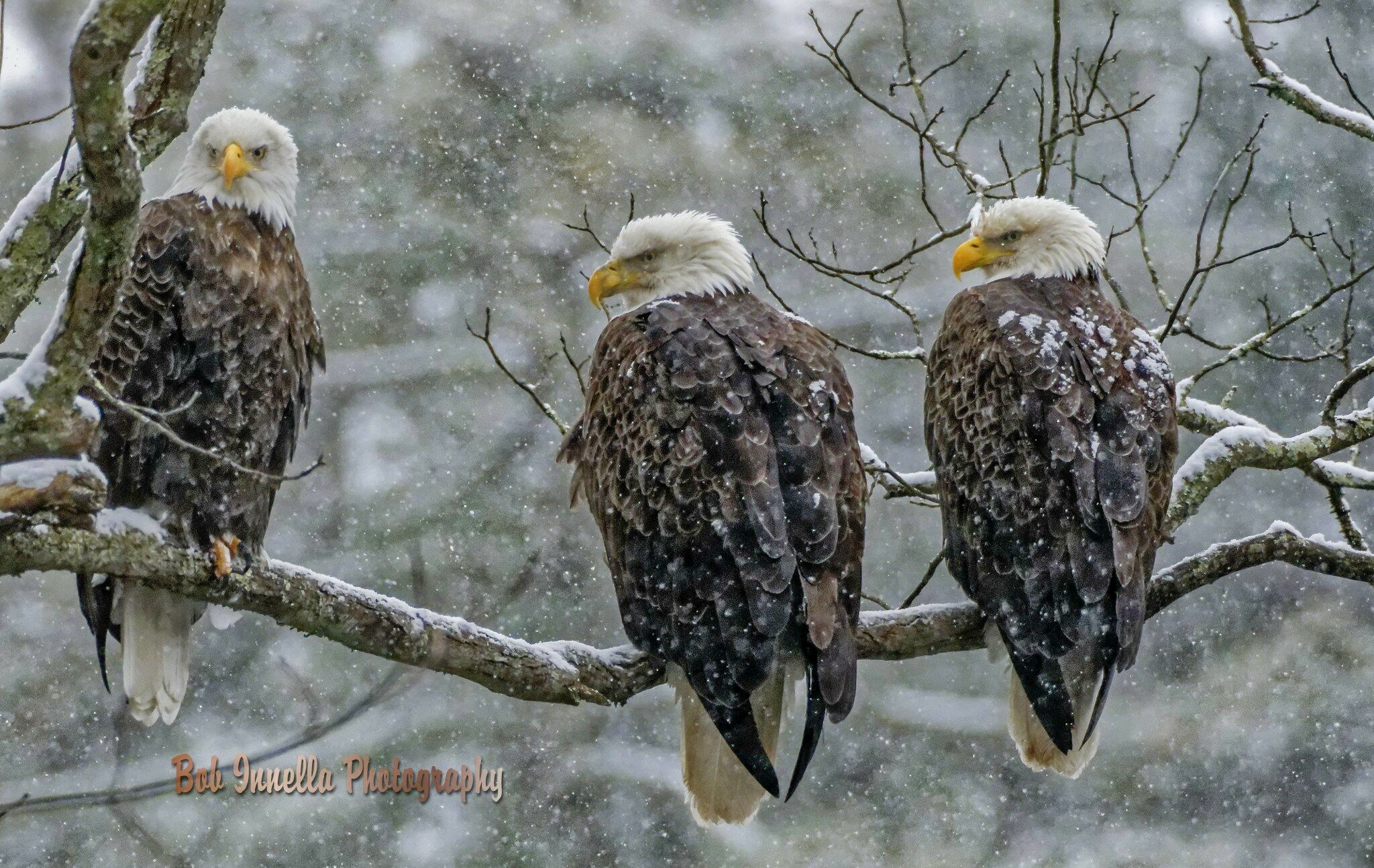 3 Eagles In Heavy Snowstorm 3 Bald Eagles in Heavy Snowstorm, Rio, Ny by Buckmaster