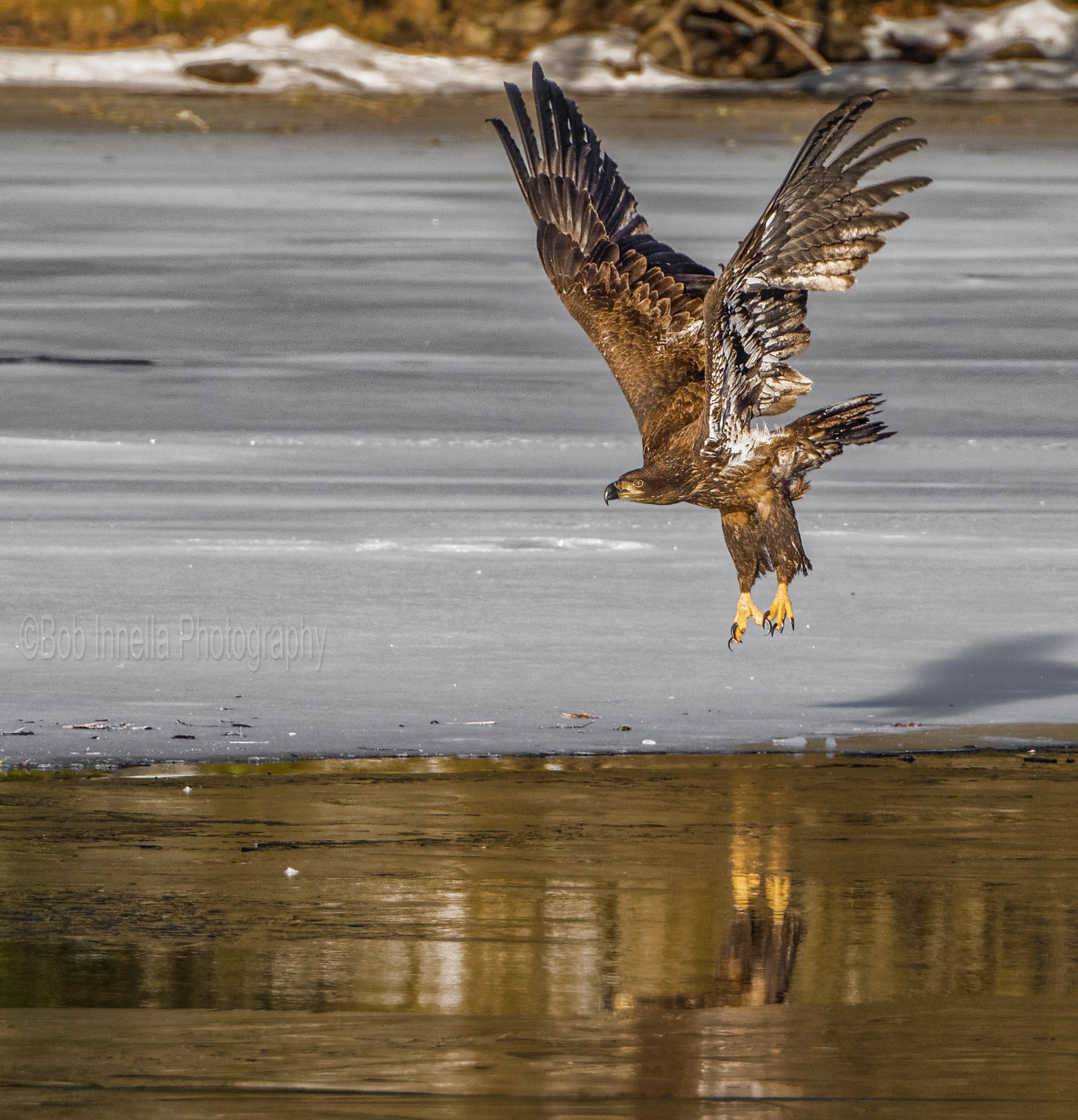 Juvenile Eagle on Ice  by Buckmaster