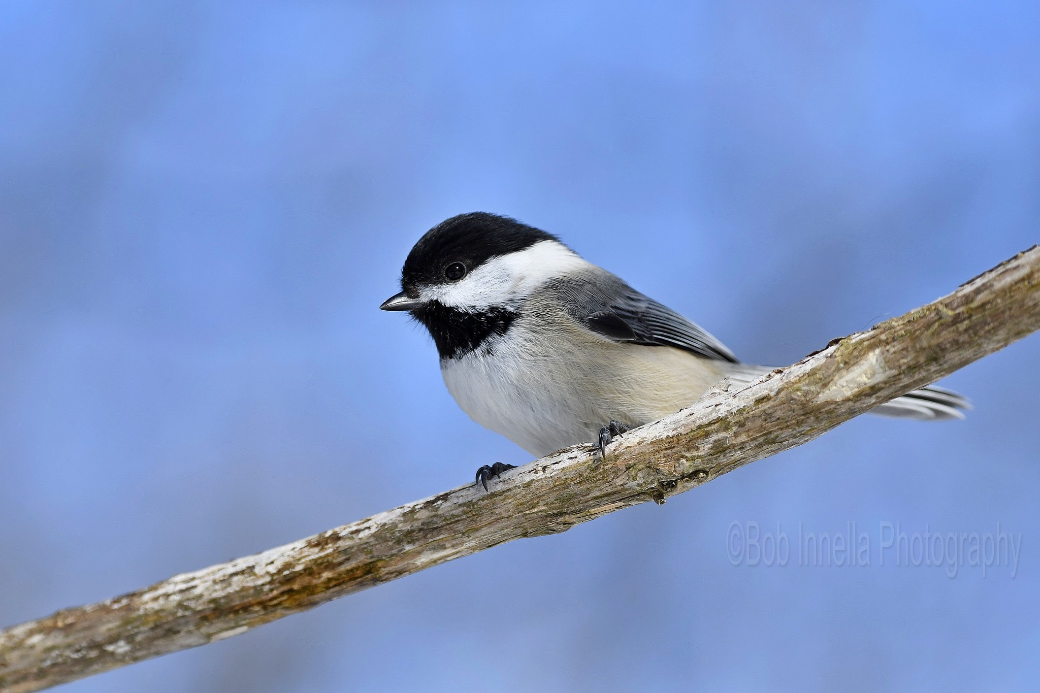 Black Capped Chickadee2 Taken in the Wilds of Northeast Pa by Buckmaster