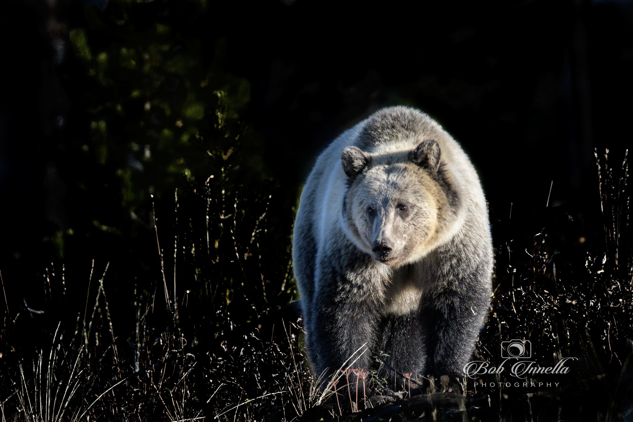 Grizzly Bear taken in Wyoming 2018  by Buckmaster