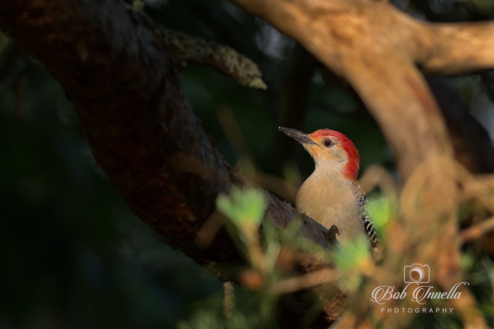 Red Bellied Woodpecker  by Buckmaster