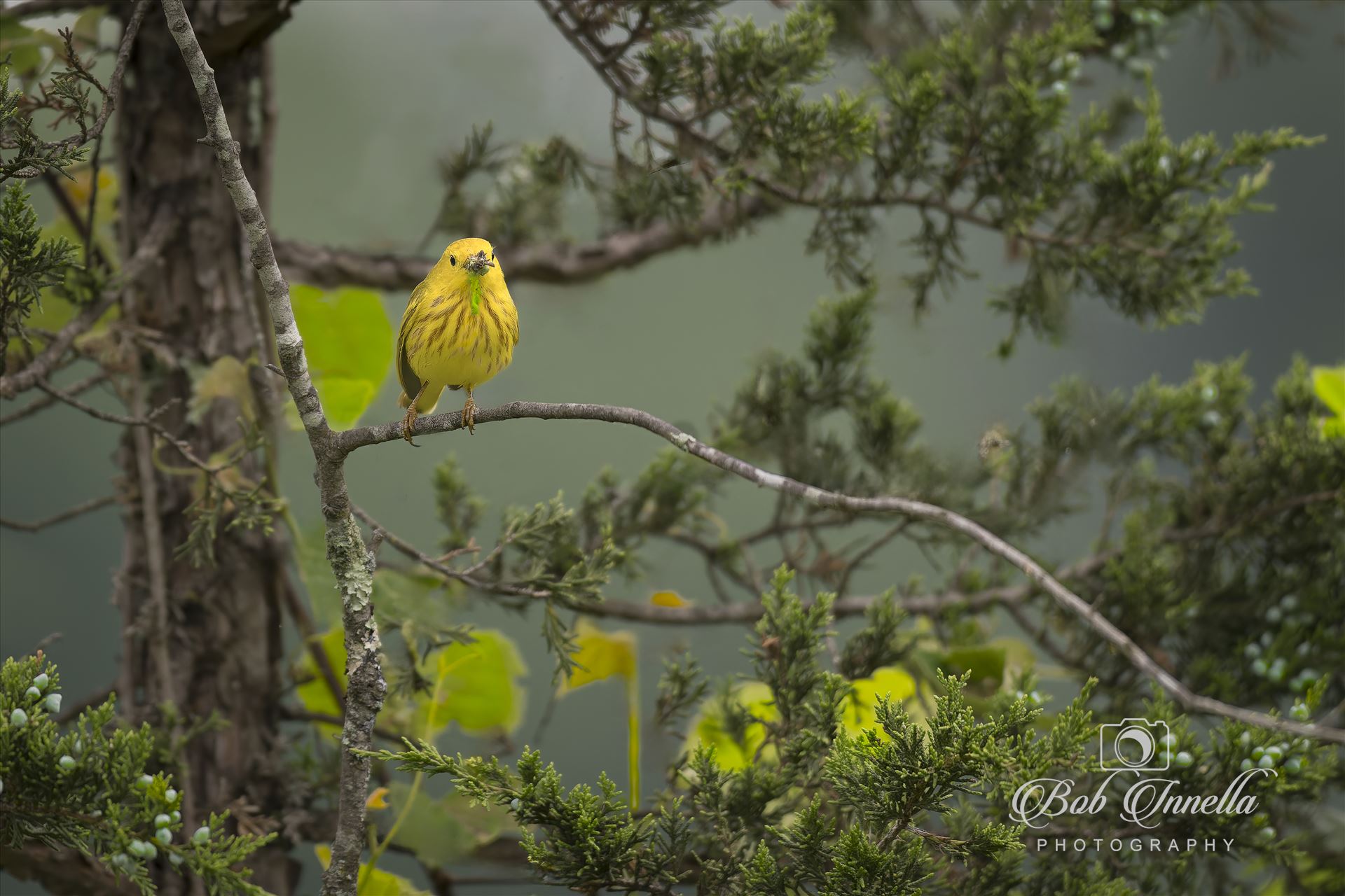 Yellow Warbler Male  by Buckmaster