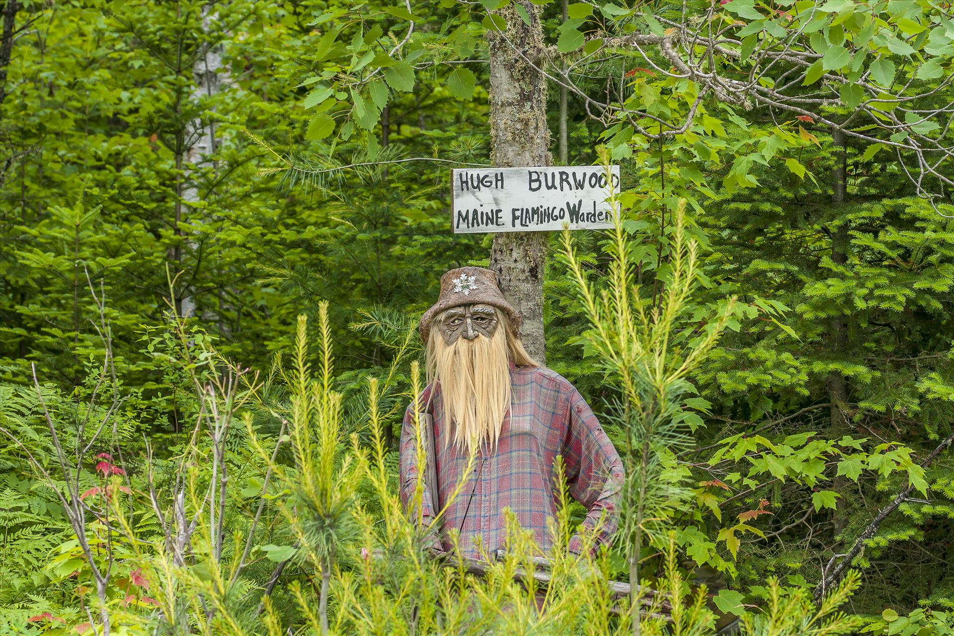 Hugh Burnwood This is Hugh Burnwood, Maine Flamingo Warden in Northern Maine by Buckmaster