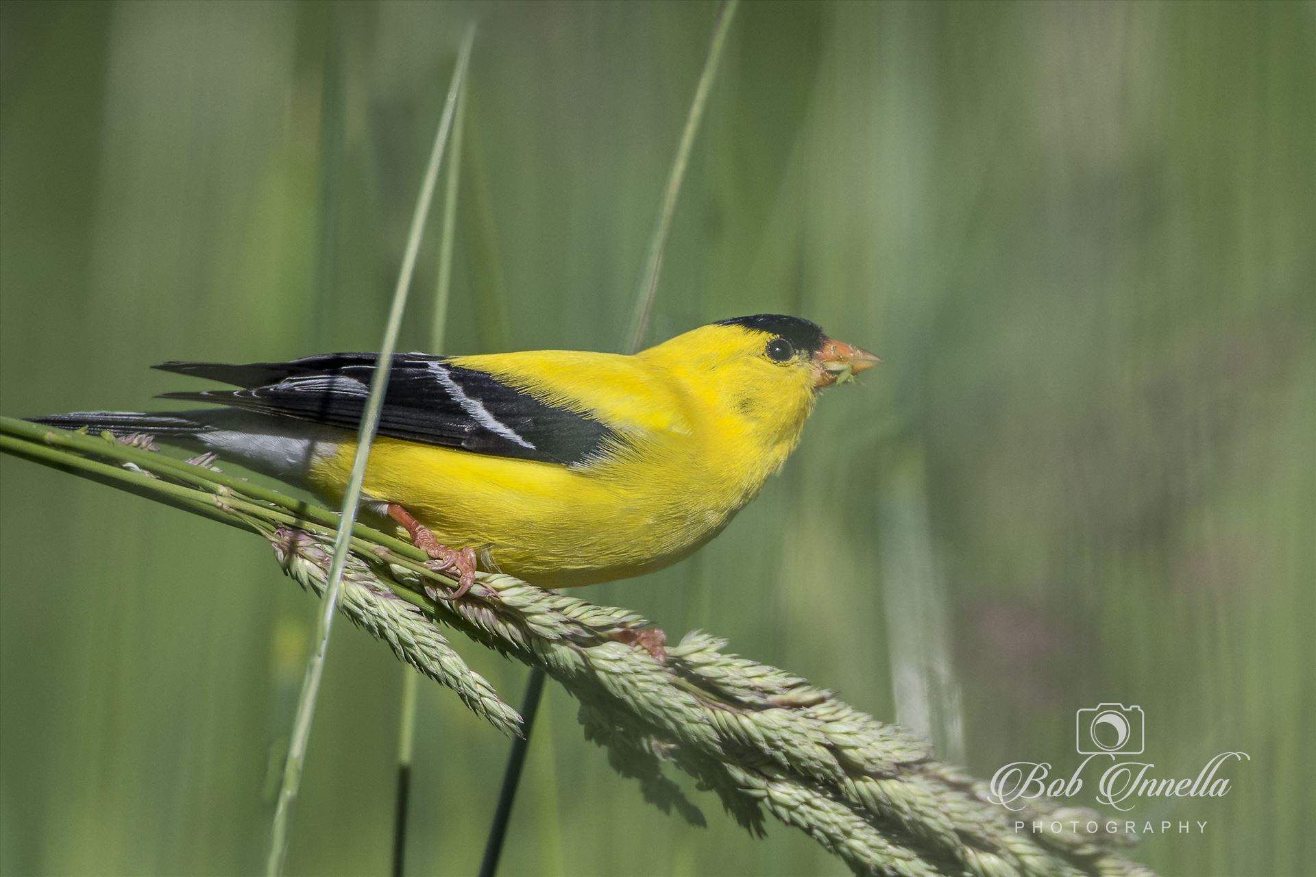 Goldfinch  by Buckmaster
