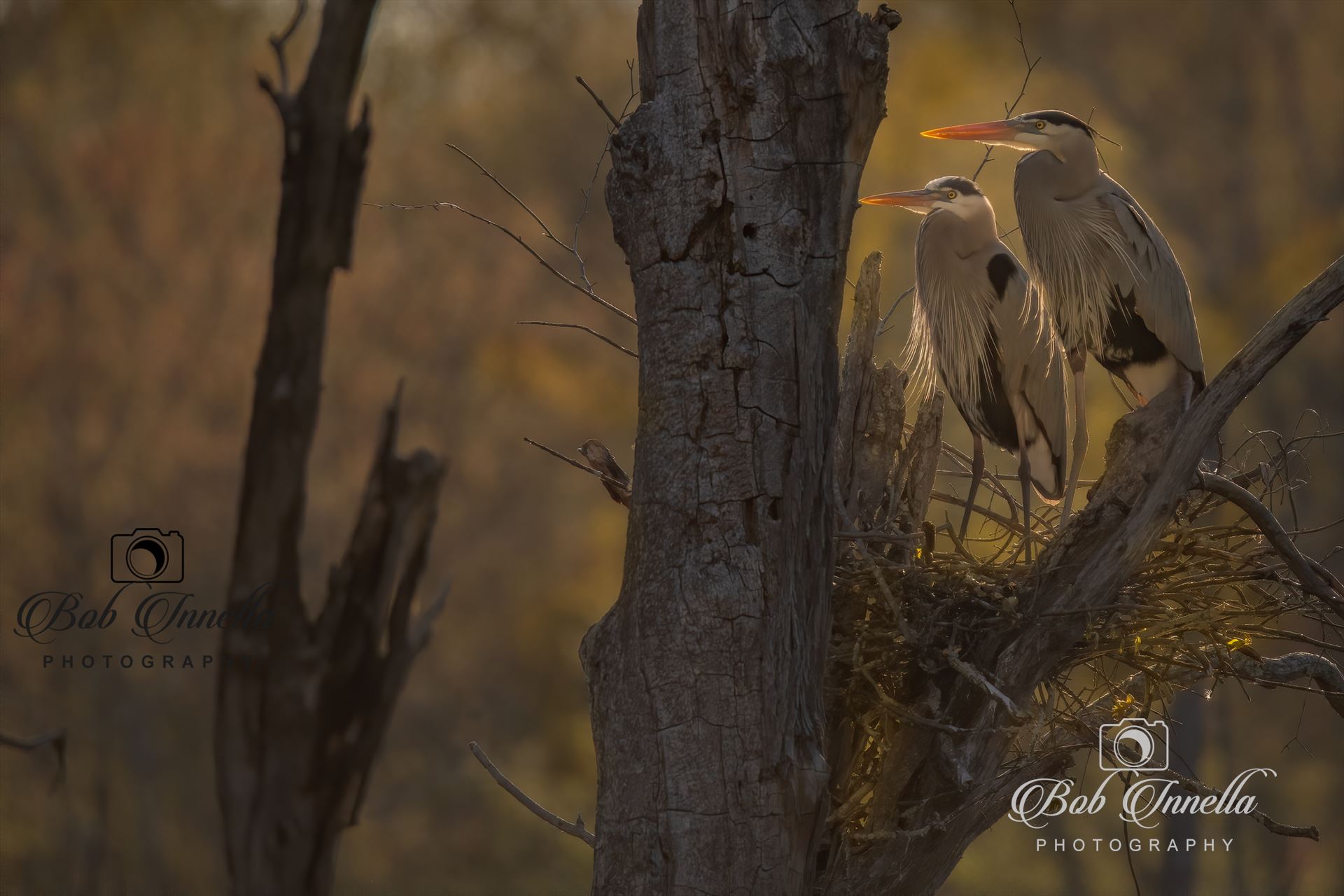 Sunrise Nesting Great Blue Herons  by Buckmaster