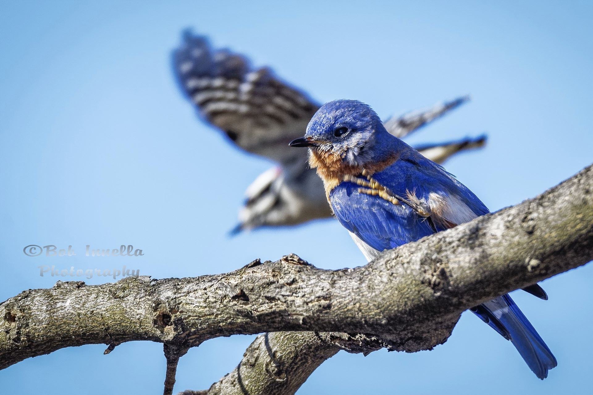 Eastern Bluebird With A Downy Woodpecker Flying In Background. From The Wilds Of Pennsylvania by Buckmaster