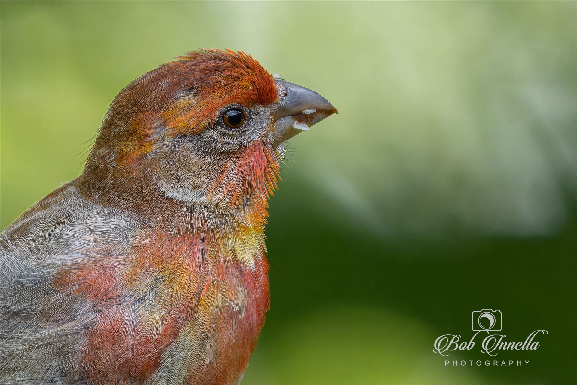 House Finch Portrait  by Buckmaster