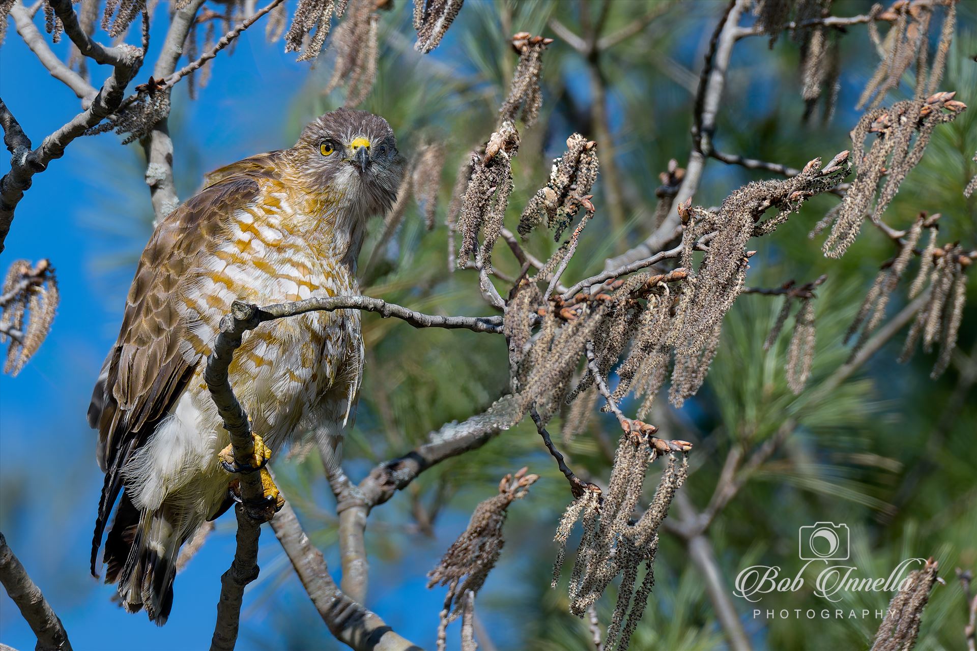 Hawk on a Steeeeek!  by Buckmaster