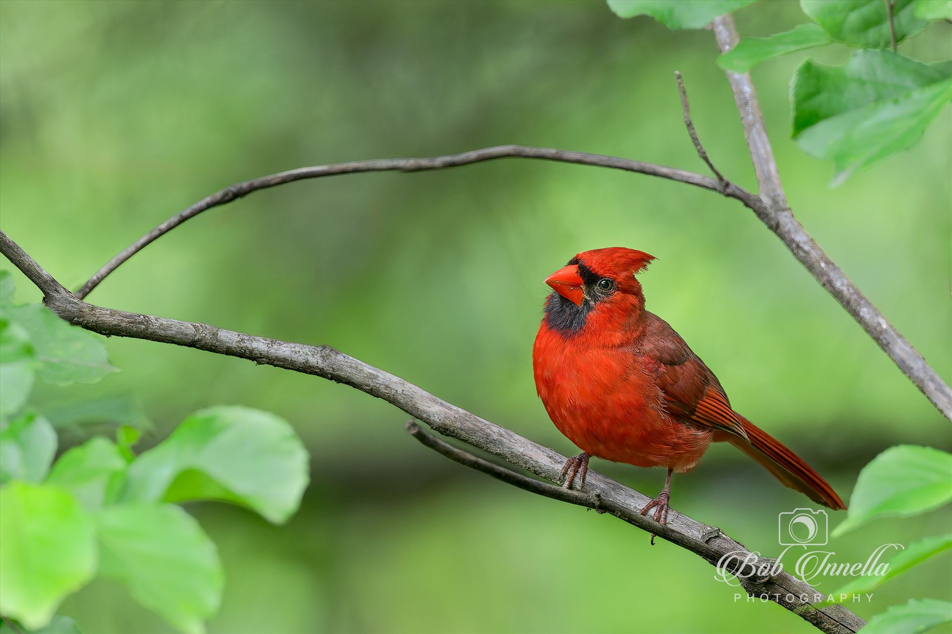 Northern Cardinal Male  by Buckmaster