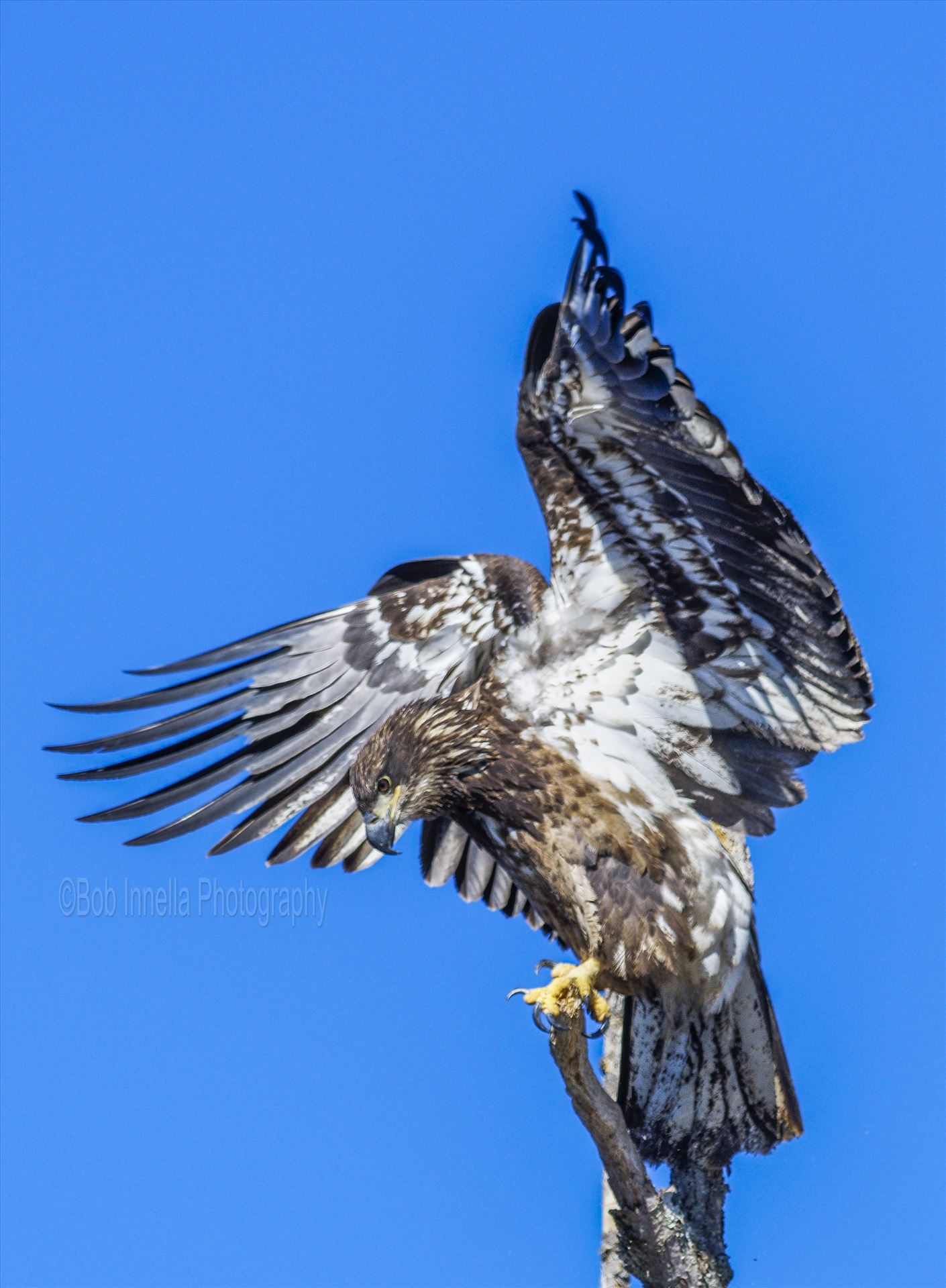 Juvenile Bald Eagle Flapping Wings  by Buckmaster