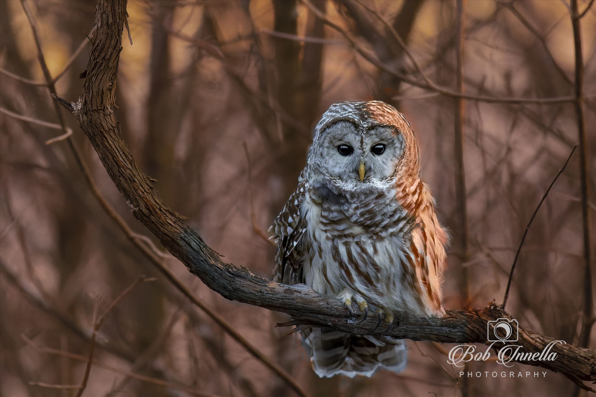 Barred Owl  by Buckmaster