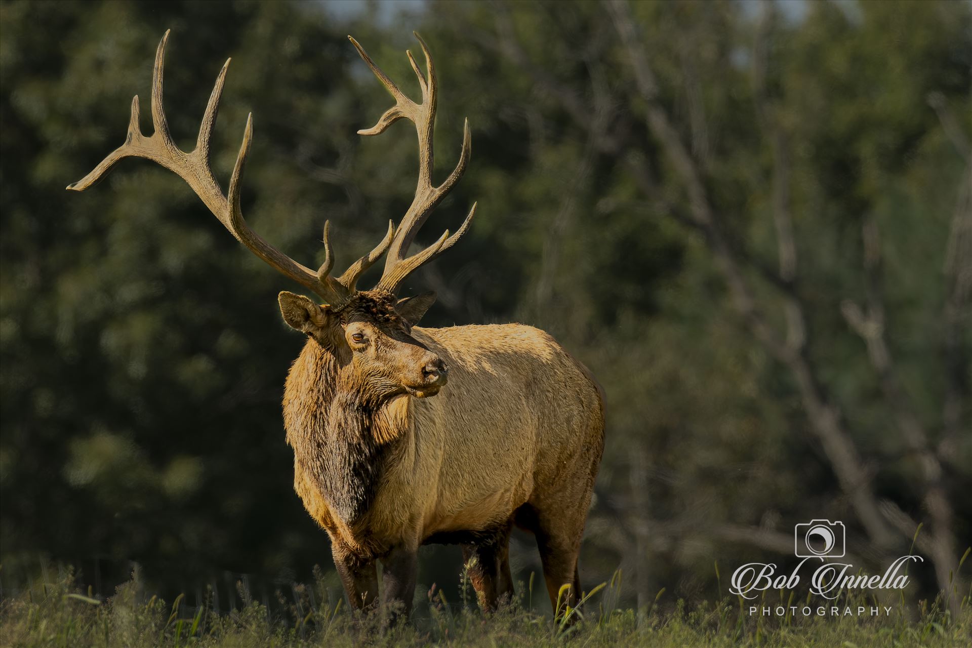 Sunrise Bull Elk  by Buckmaster