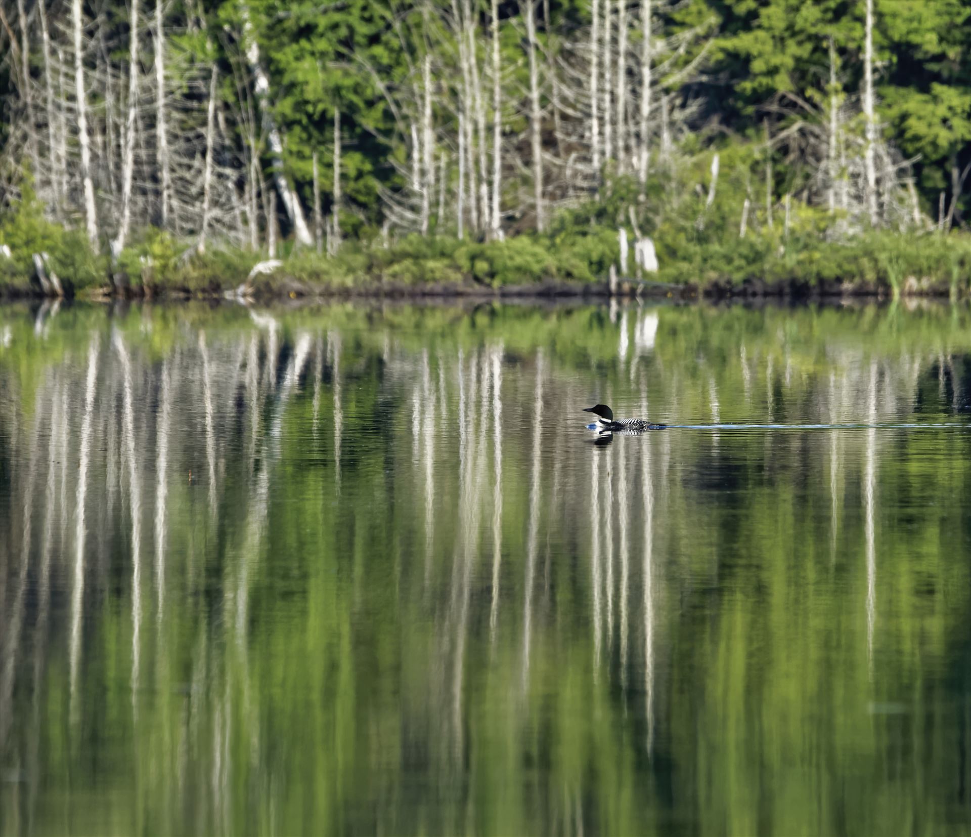 Common Loon On Marble Pond, Northern Maine by Buckmaster