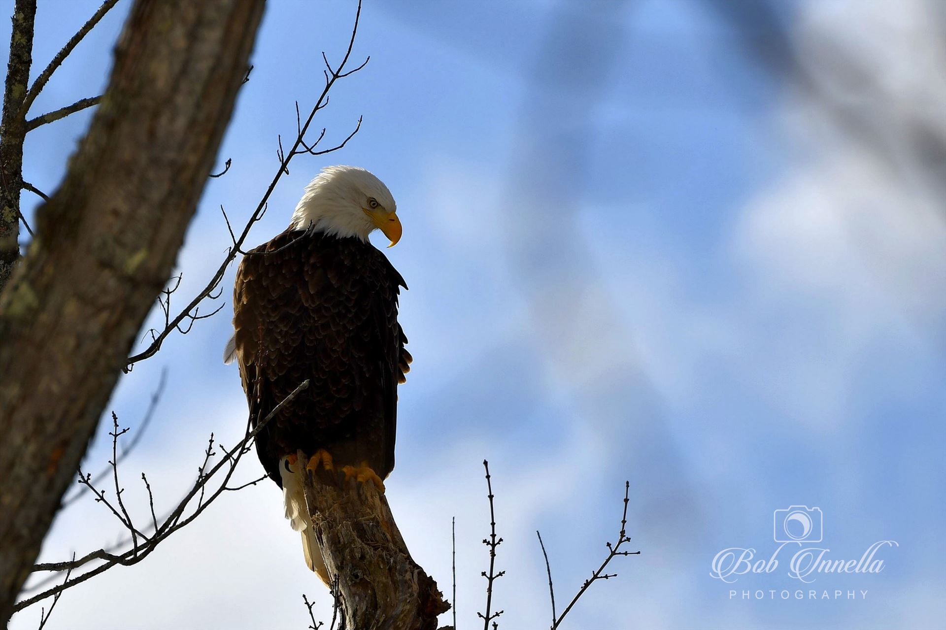 Bald Eagle with Blue Sky  by Buckmaster