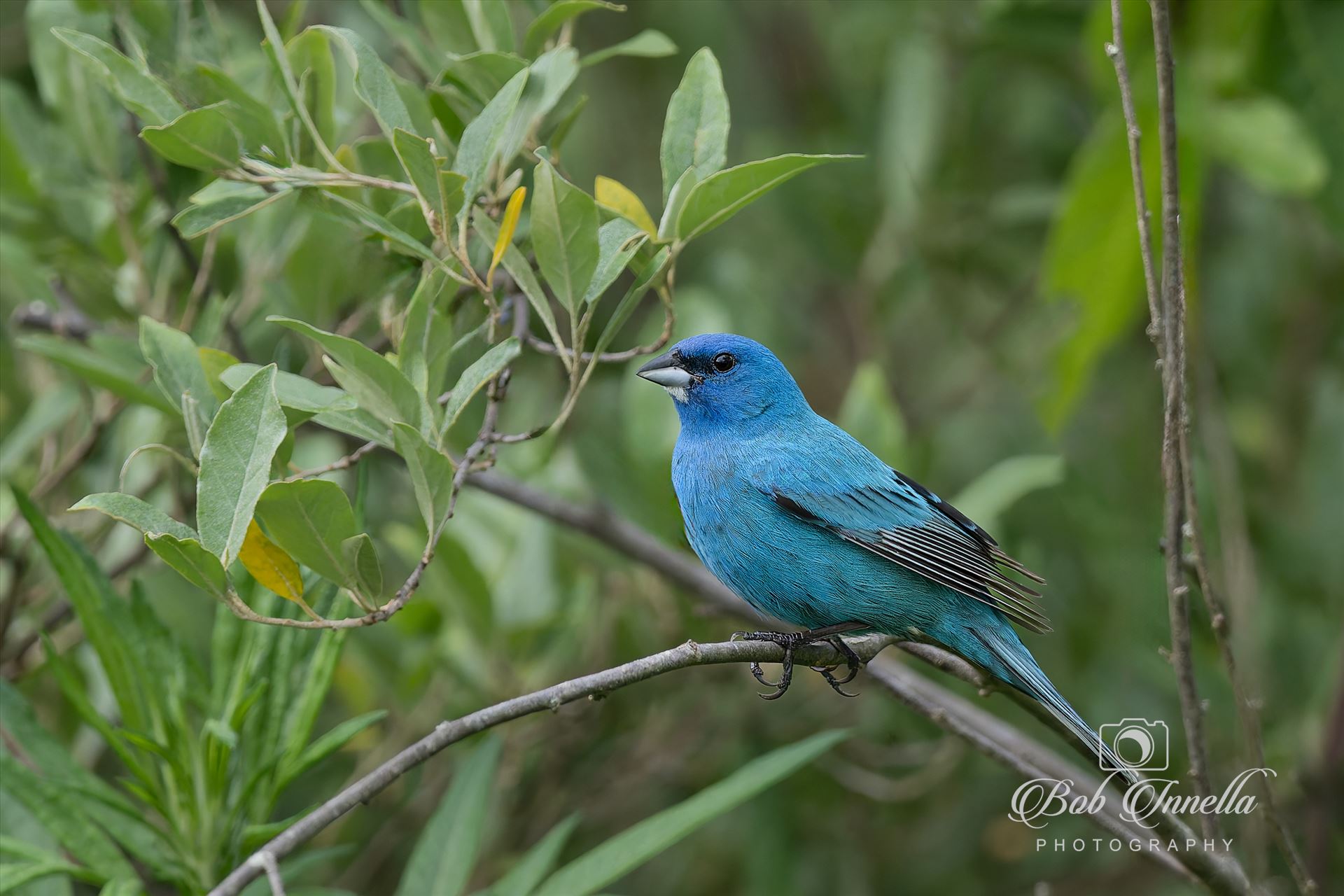 Indigo Bunting  by Buckmaster