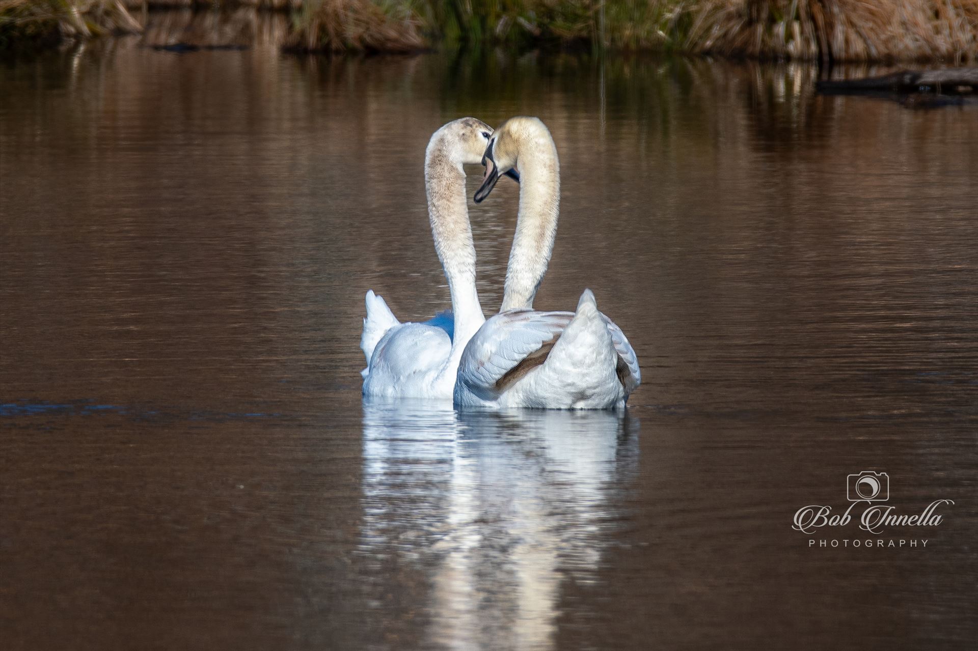 Love is in the Air Swans  by Buckmaster