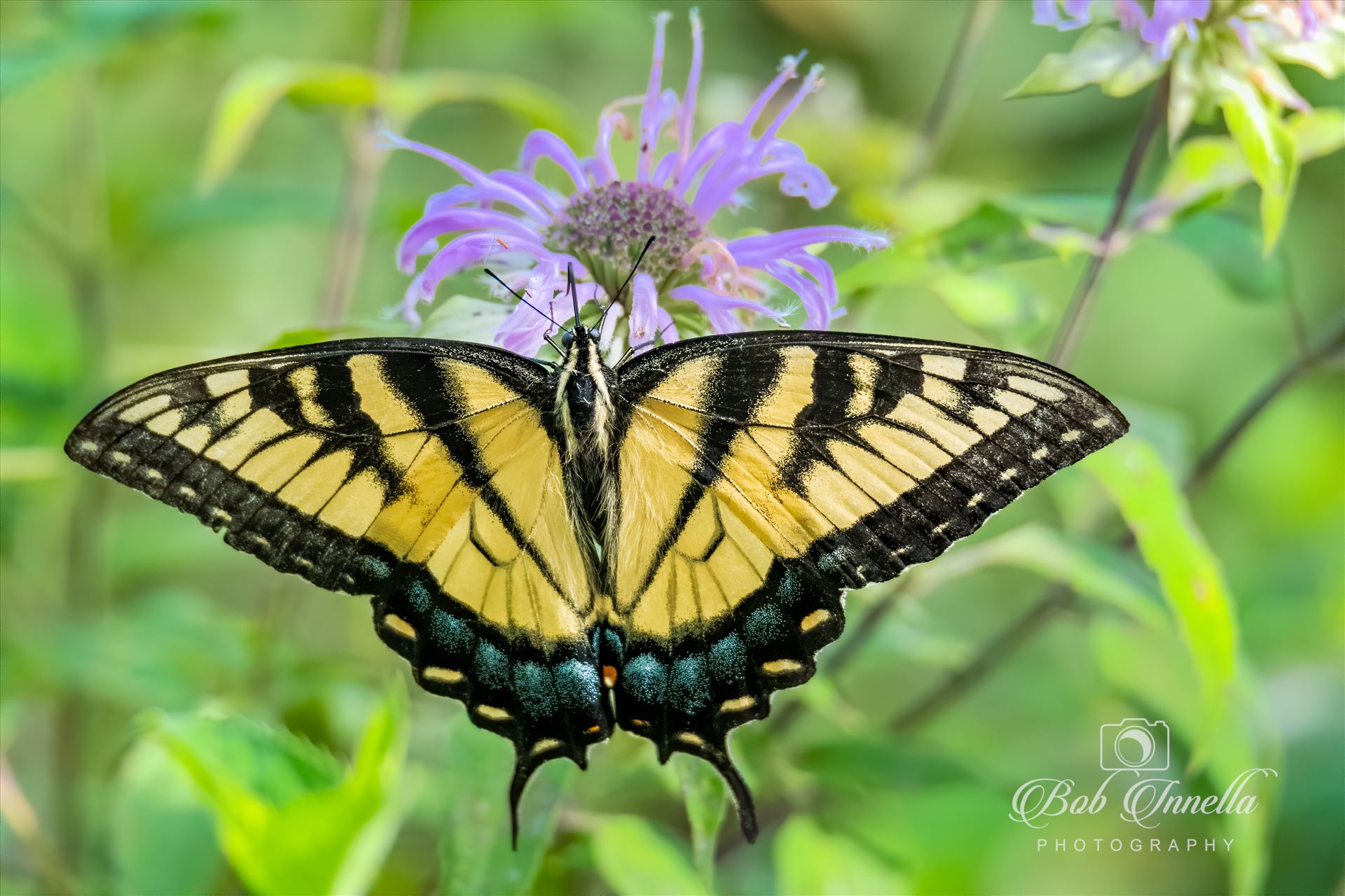 Yellow Swallowtail  by Buckmaster
