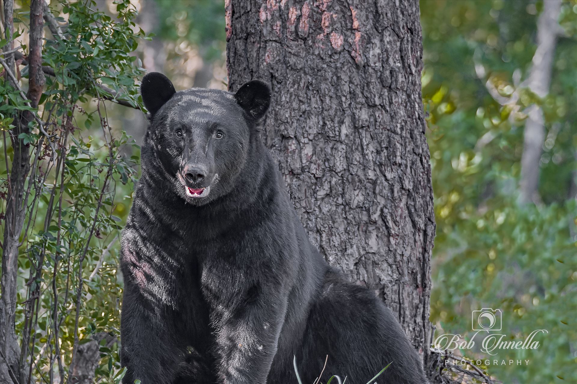 Big Black Bear taking it Easy  by Buckmaster