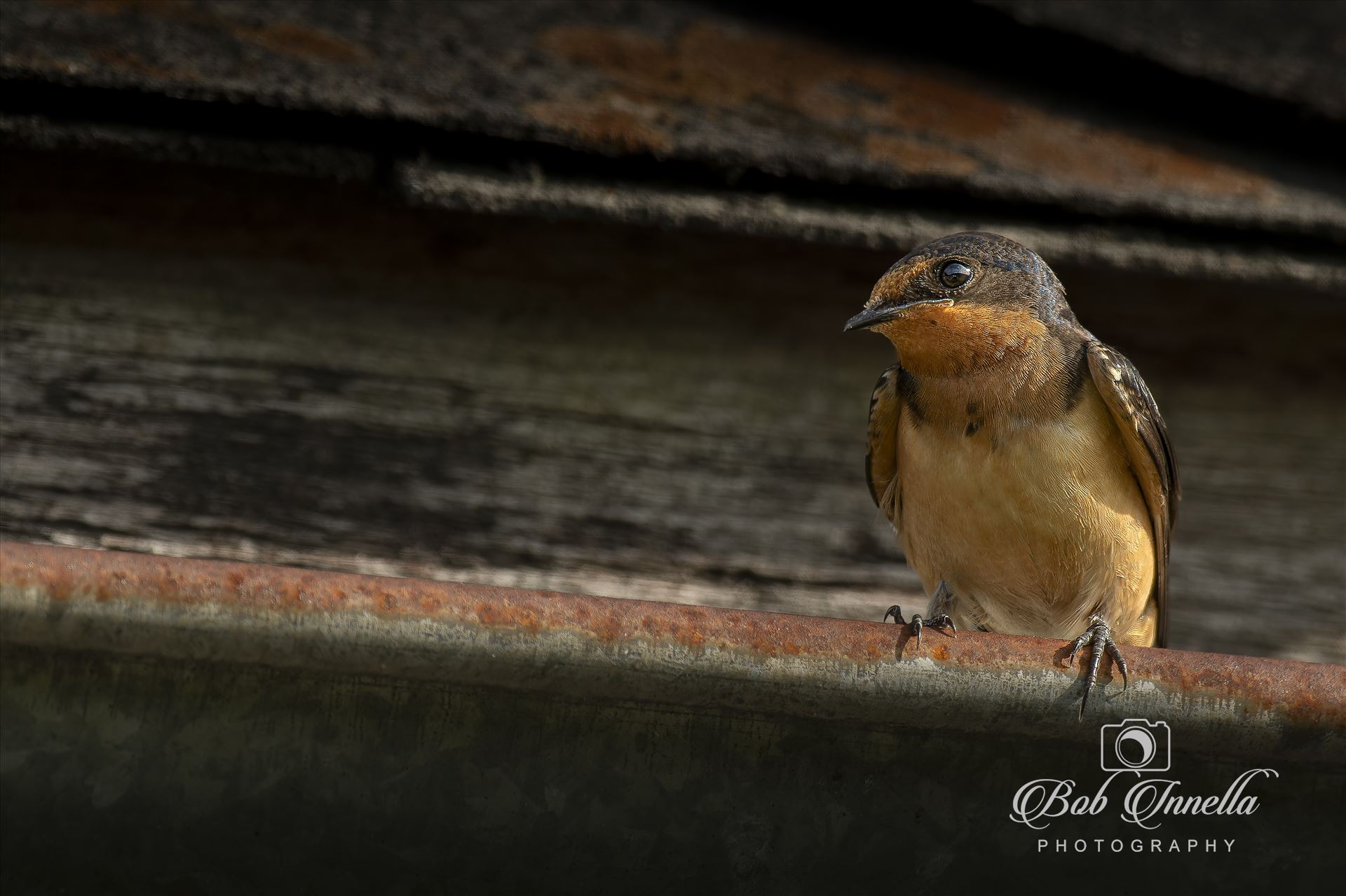 Barn Swallow on an Old Barn  by Buckmaster