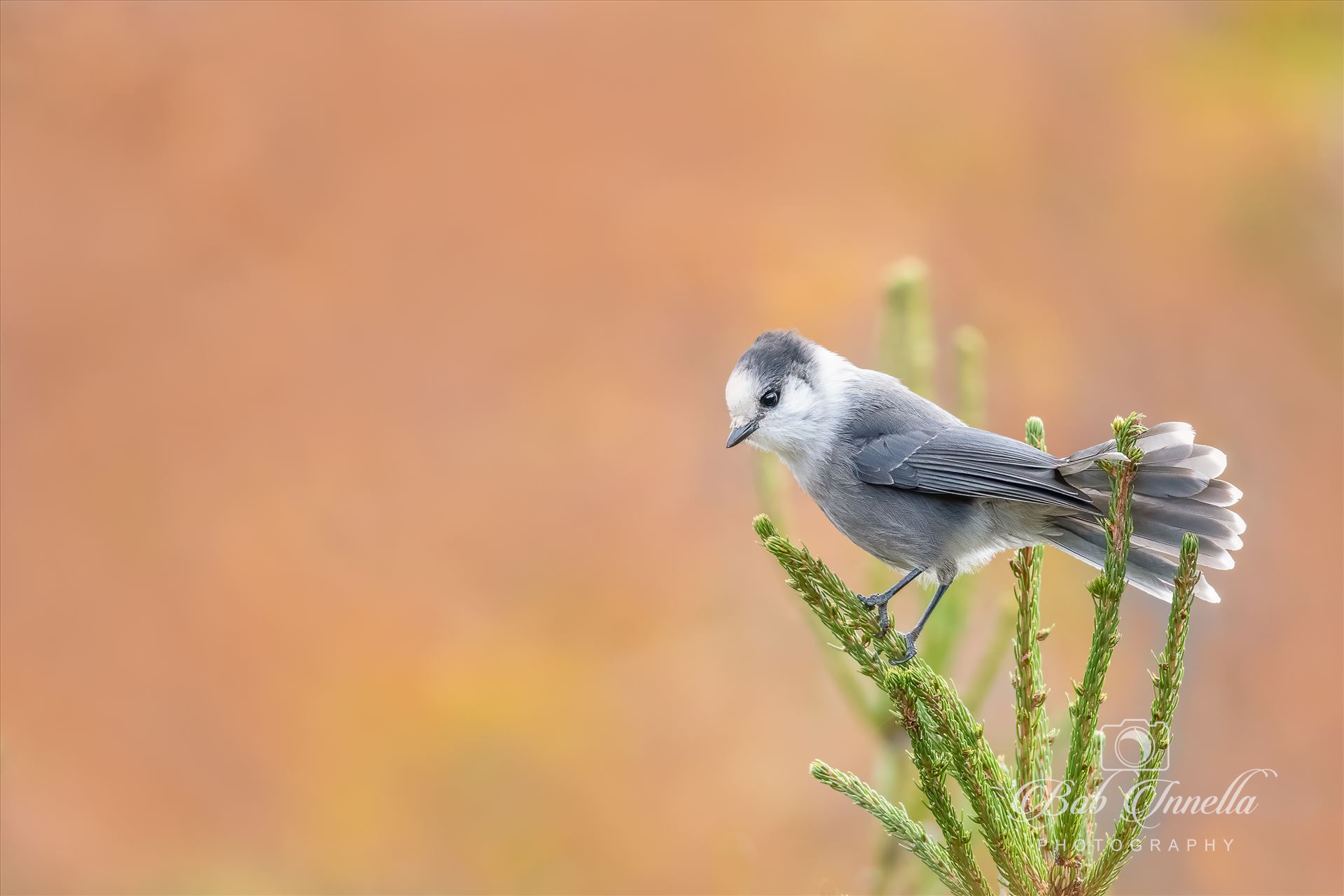 Gray Jay Perched On Top Of Pine Tree  by Buckmaster