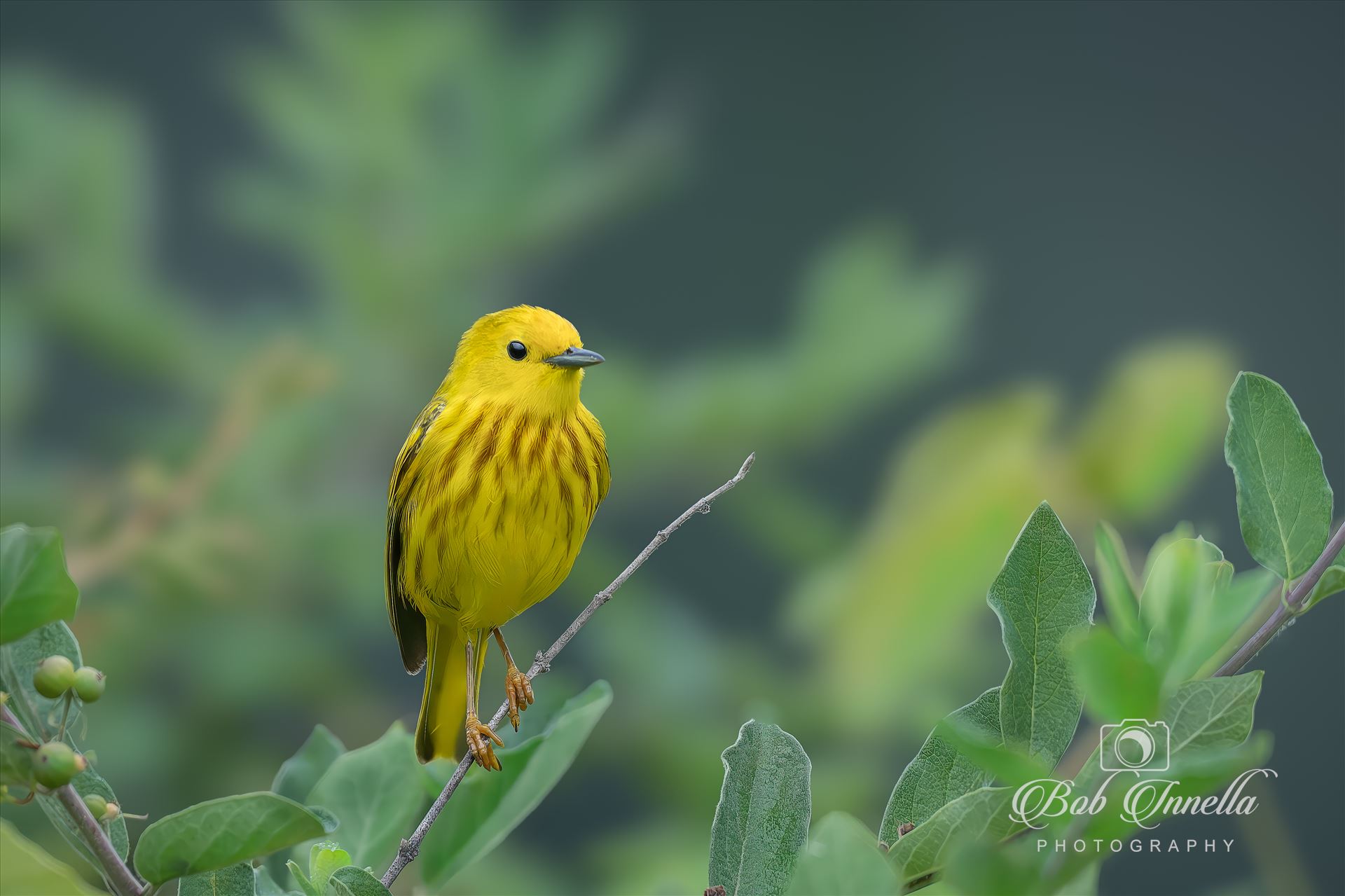 Yellow Warbler Male  by Buckmaster