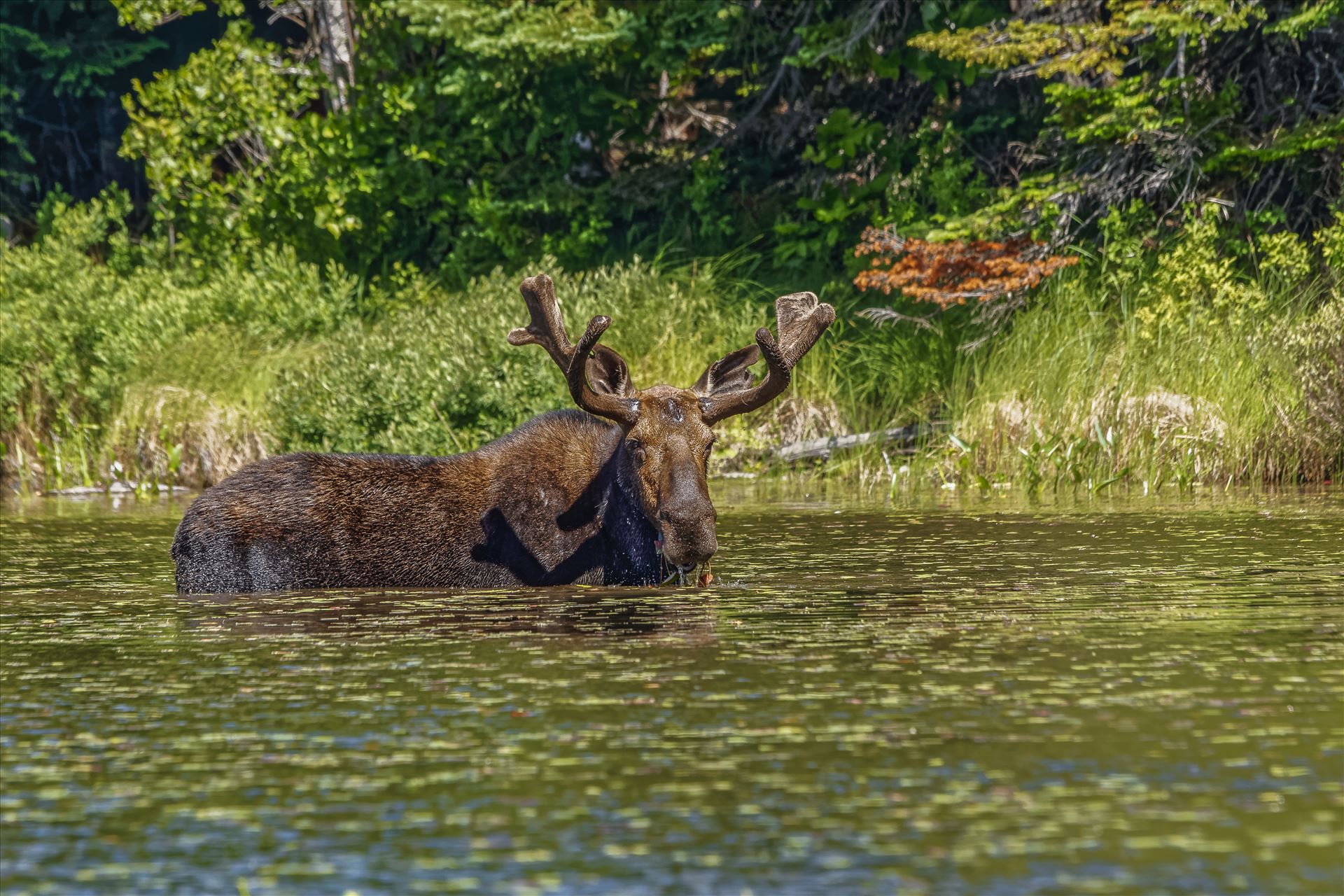 Bull Moose at a Small Pond Moose at a Small Pond Off of Golden Road, Maine by Buckmaster