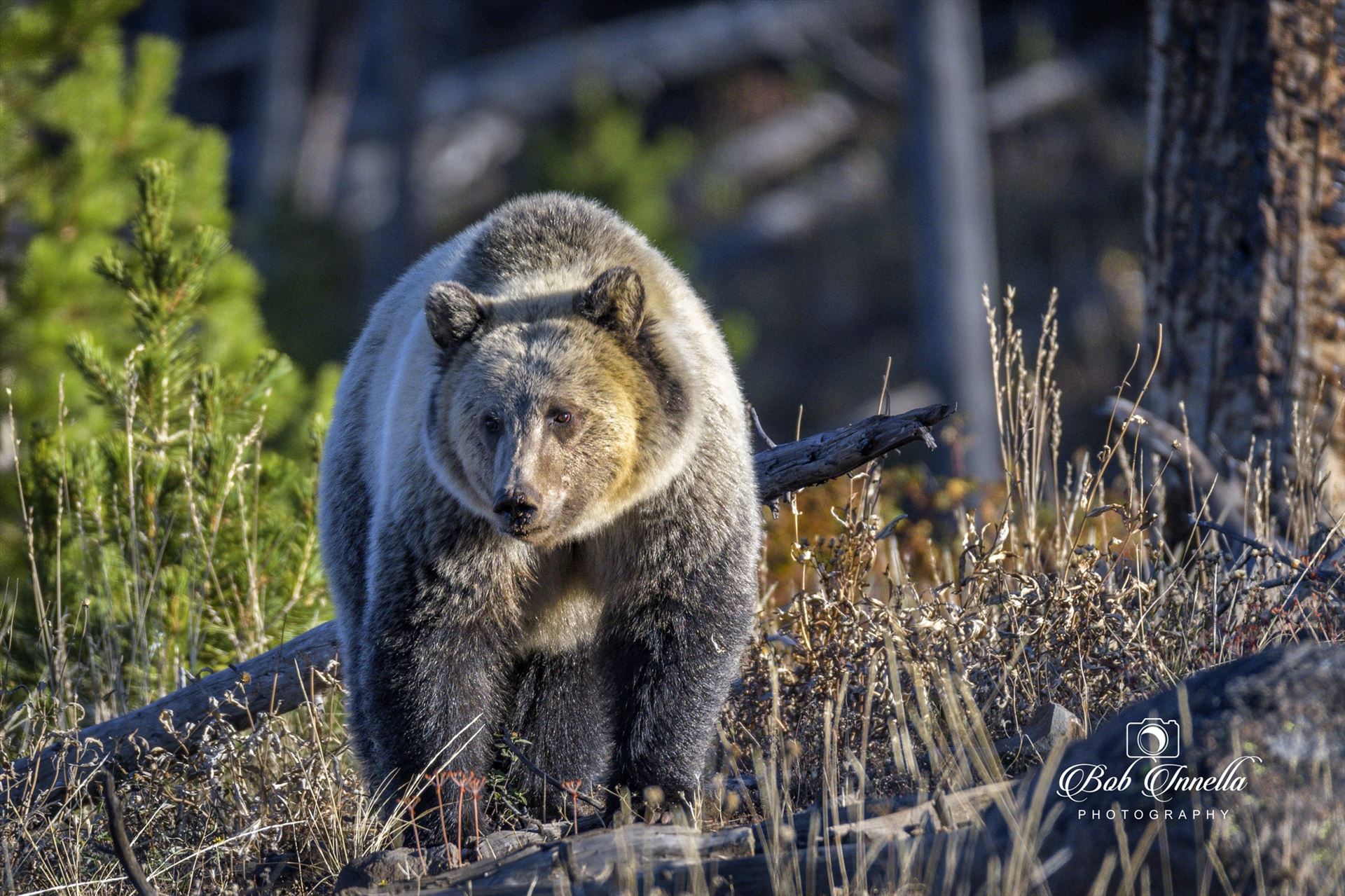 Grizzly Bear taken in Wyoming 2018  by Buckmaster