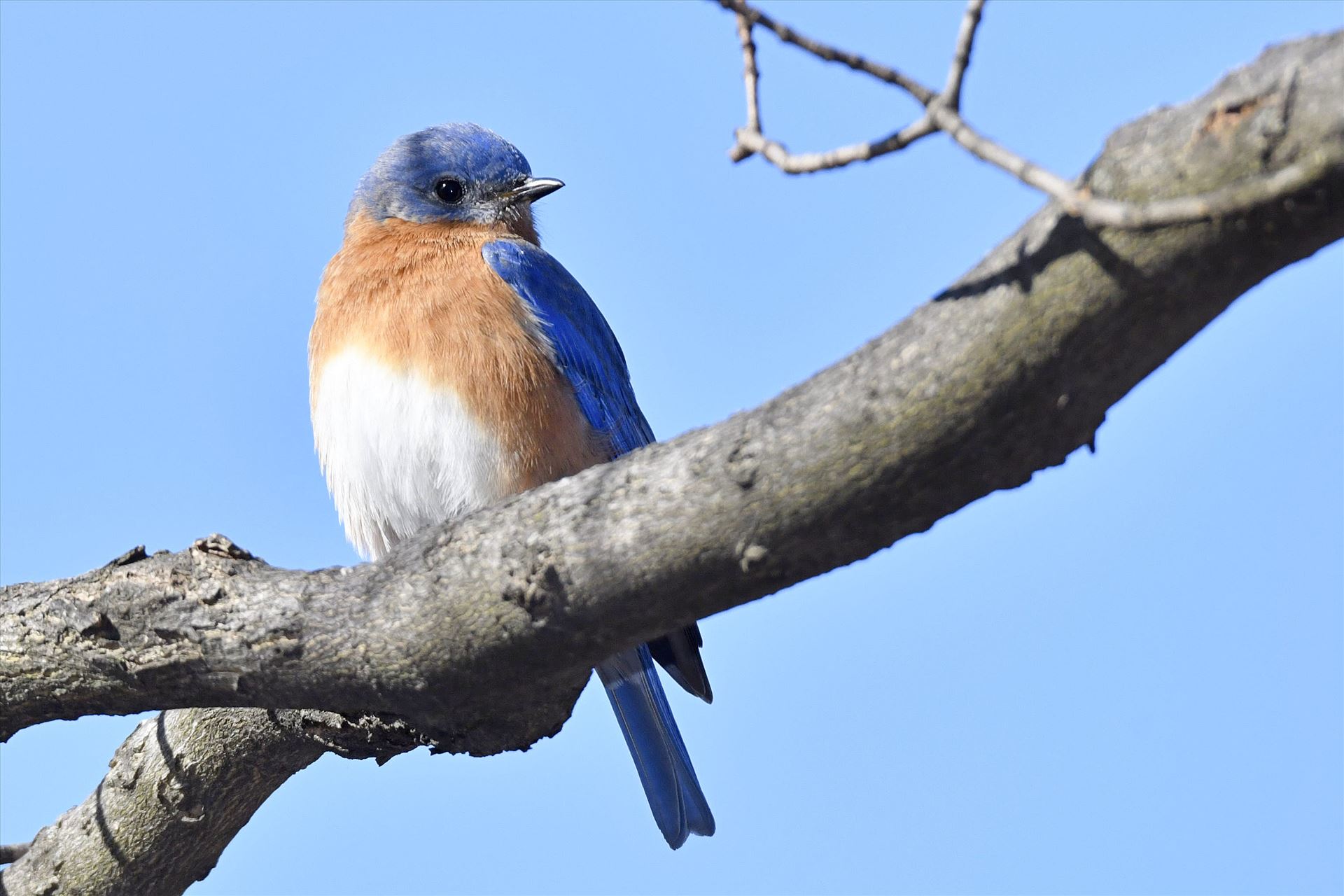 Bluebird2 Taken in the Wilds of Pennsylvania by Buckmaster