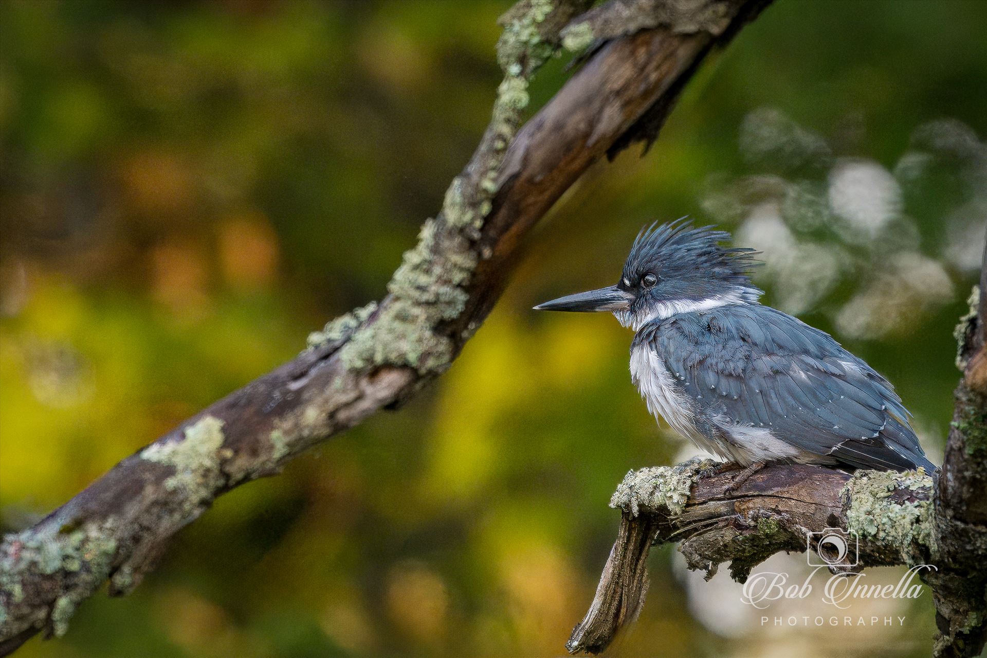 Belted Kingfisher  by Buckmaster