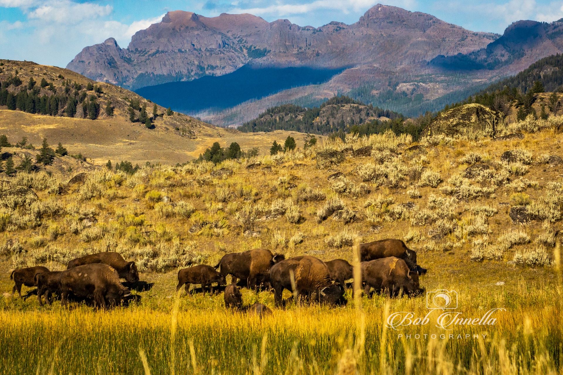 Bison on Lamar Valley, Wyoming  by Buckmaster