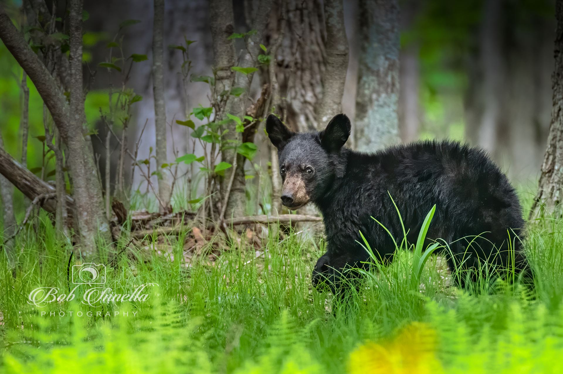 Black Bear Cub in Greenery  by Buckmaster