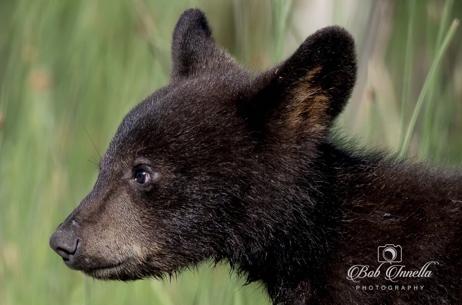 Black Bear Cub Portrait July 2023 North Carolina by Buckmaster