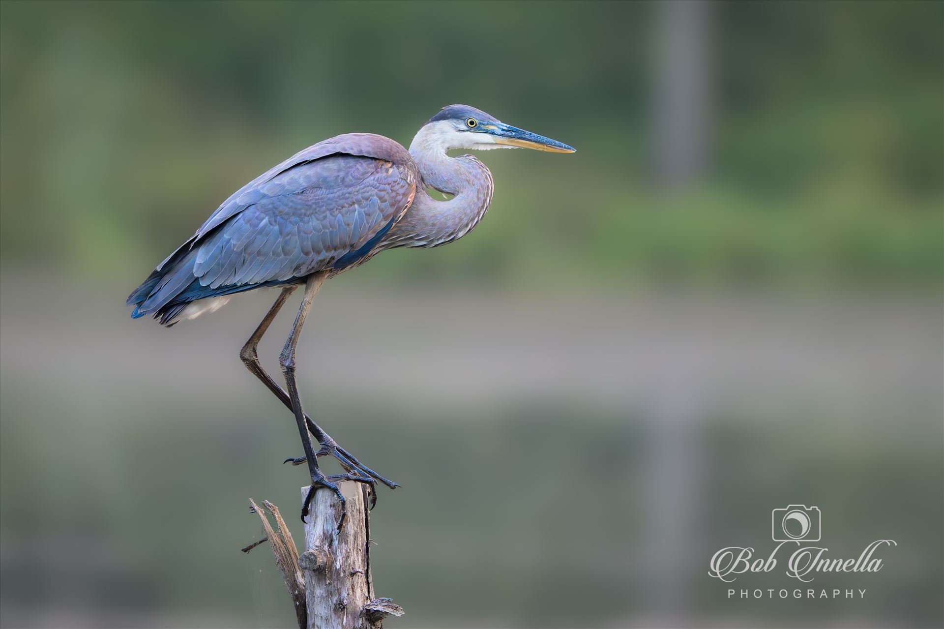 Great Blue Heron  by Buckmaster