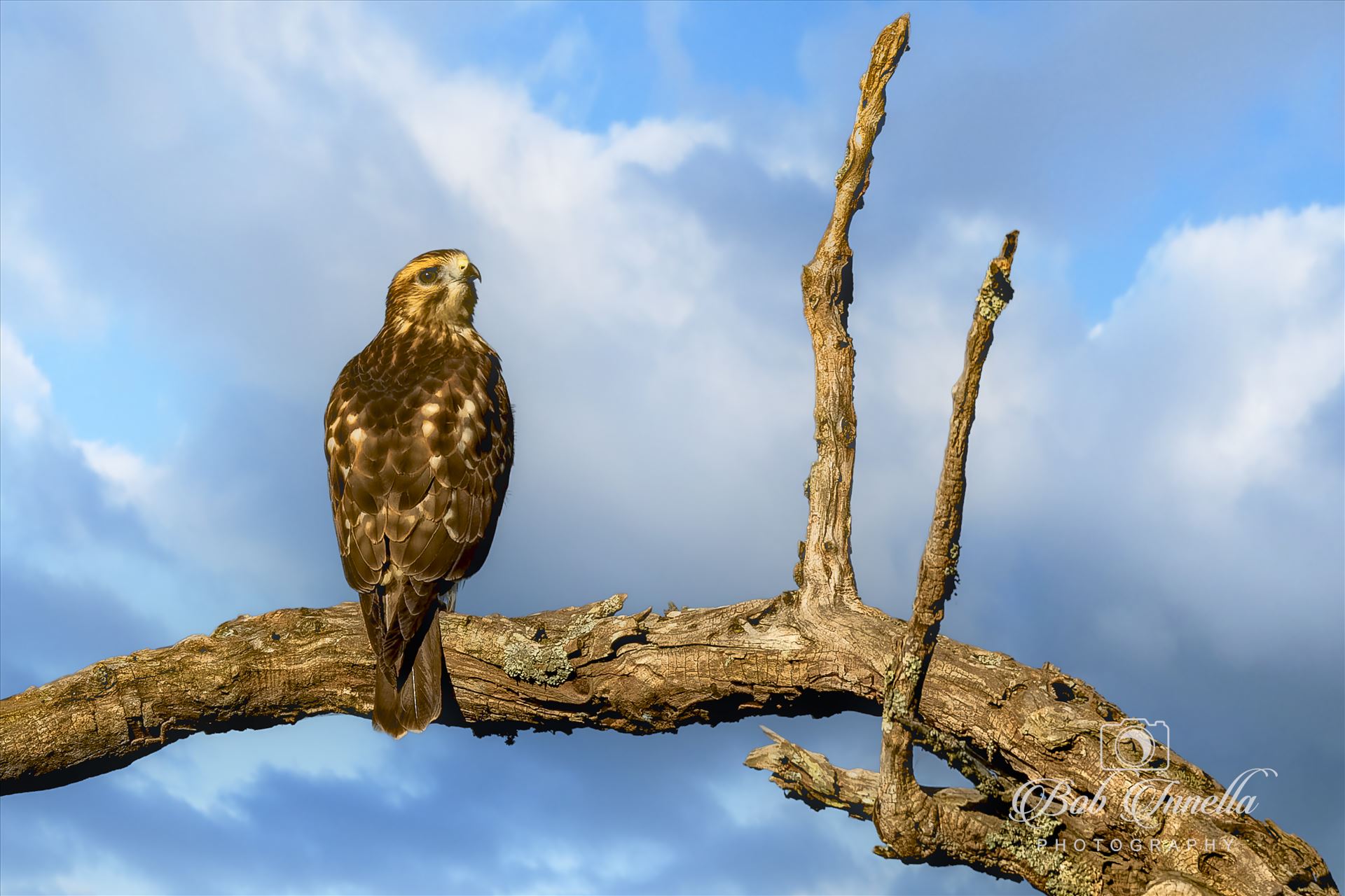 Hawk Perched On Dead Tree  by Buckmaster