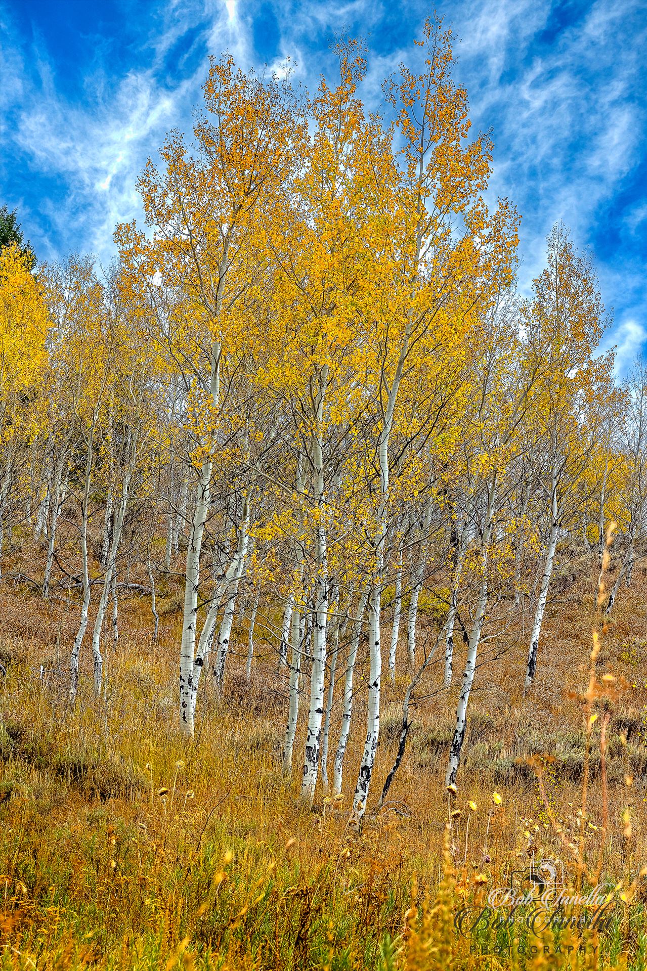 Aspens in Wyoming in October  by Buckmaster