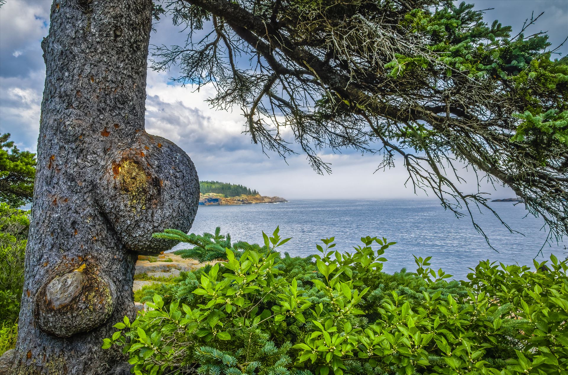 Knobby Tree at Acadia Acadia National Park, Maine by Buckmaster
