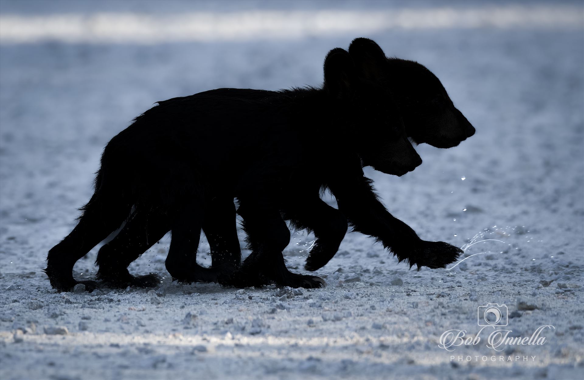 2 Black Bear Cubs Silhouetted coming out of Creek July 2023 North Carolina by Buckmaster