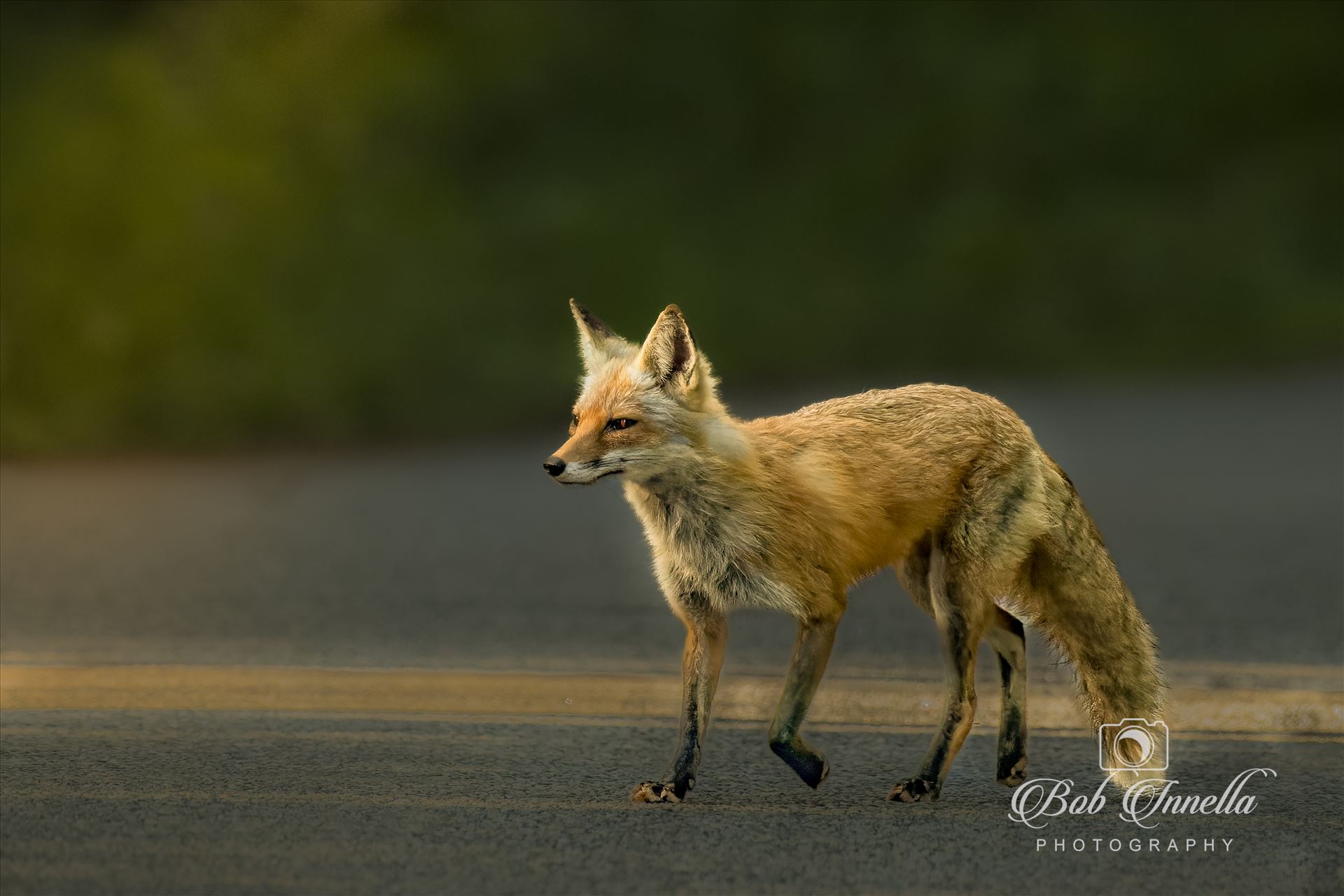 Red Fox Road Huntin'  by Buckmaster