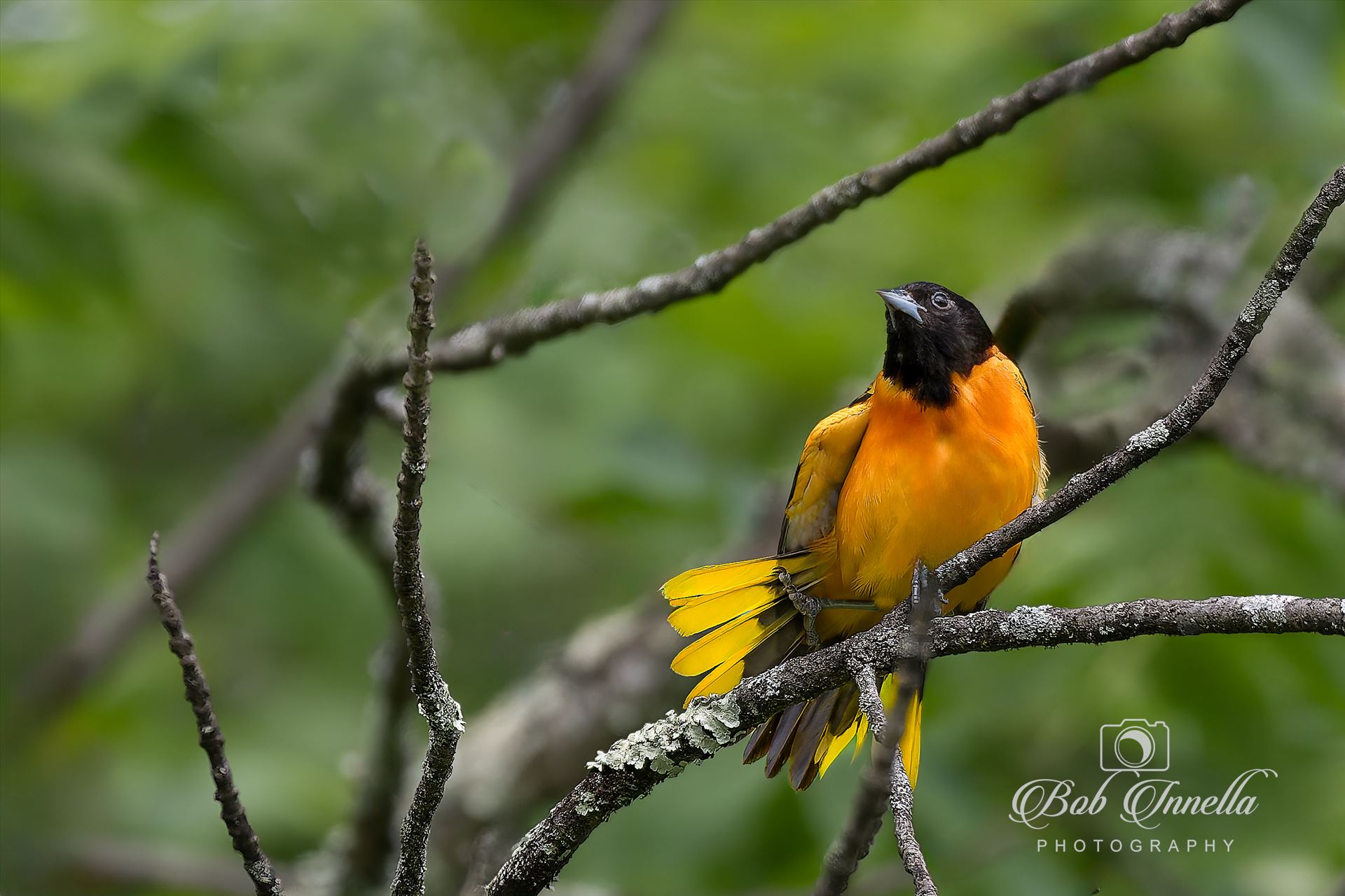 Baltimore Oriole  by Buckmaster