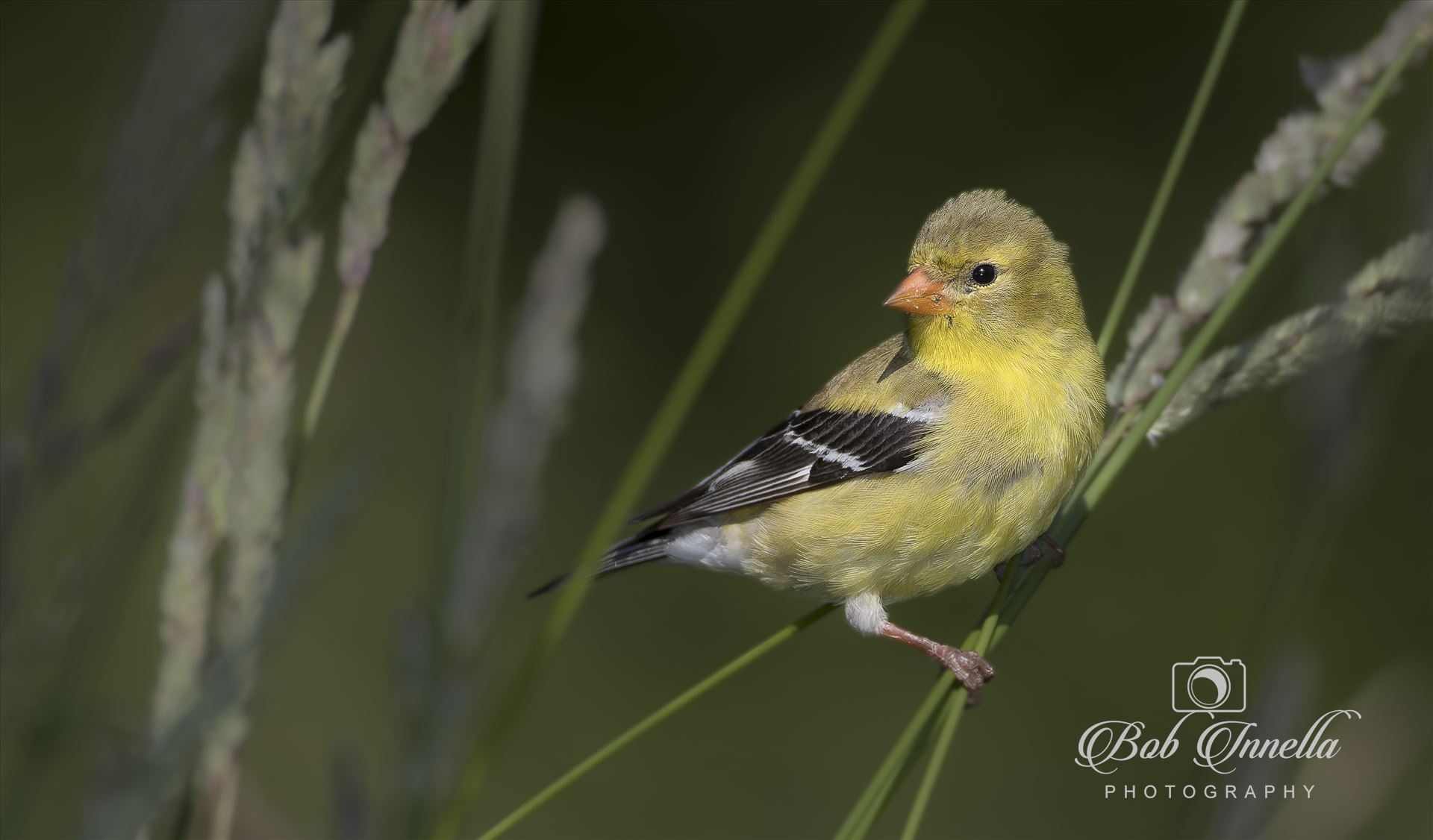 Female American Goldfinch  by Buckmaster