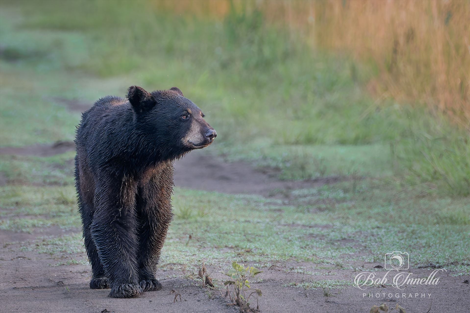 Sunrise Black Bear Walking Farmers Field Road  by Buckmaster