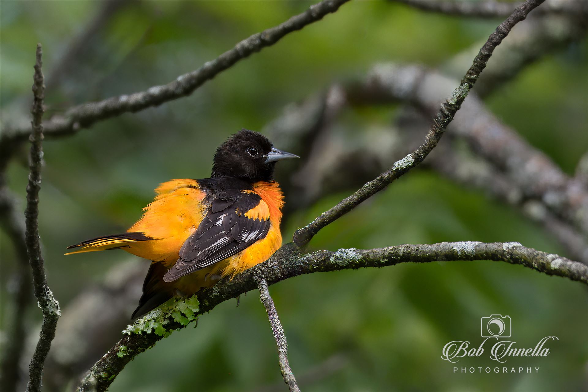 Baltimore Oriole  by Buckmaster