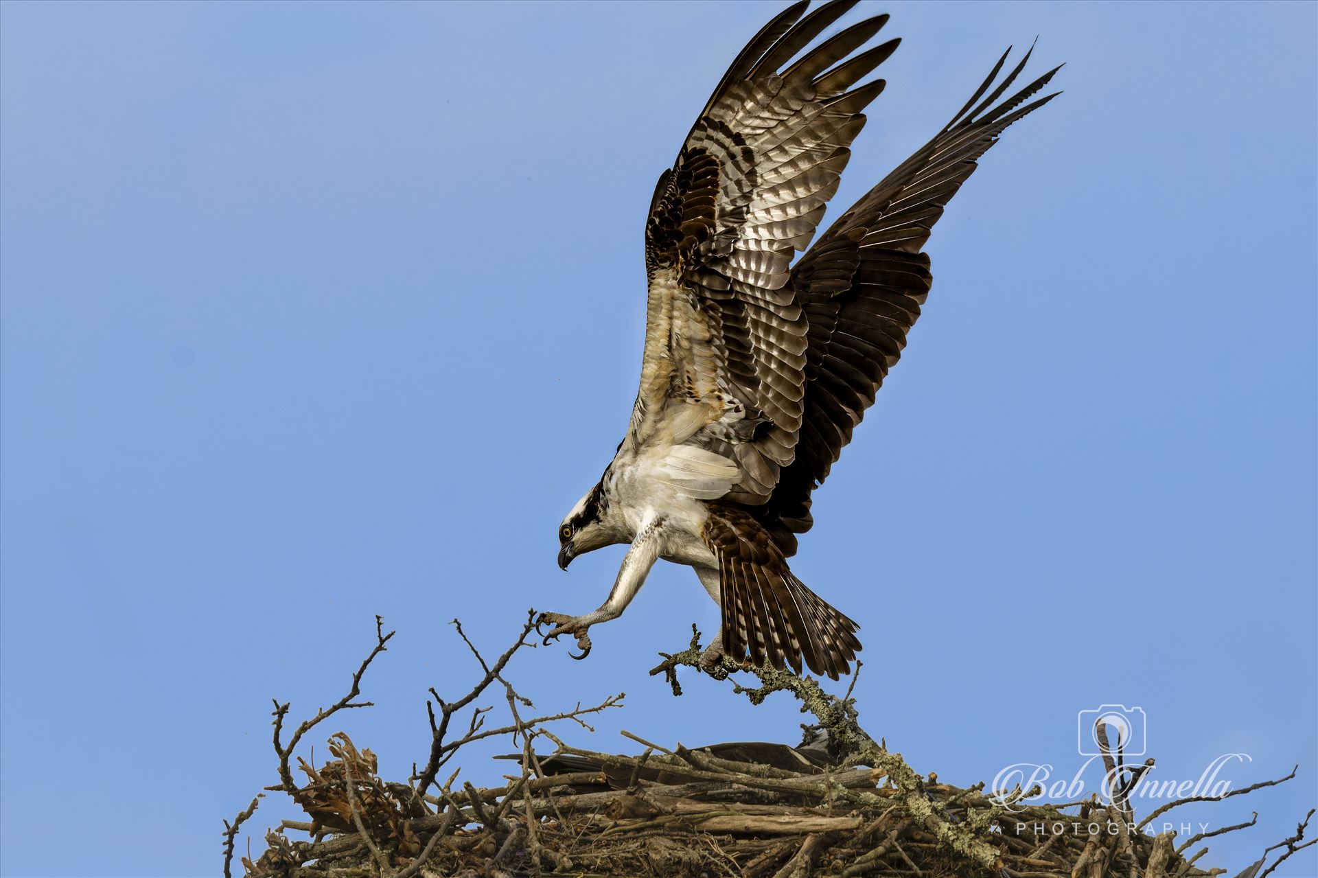 Osprey Putting Tree Branch on Nest  by Buckmaster