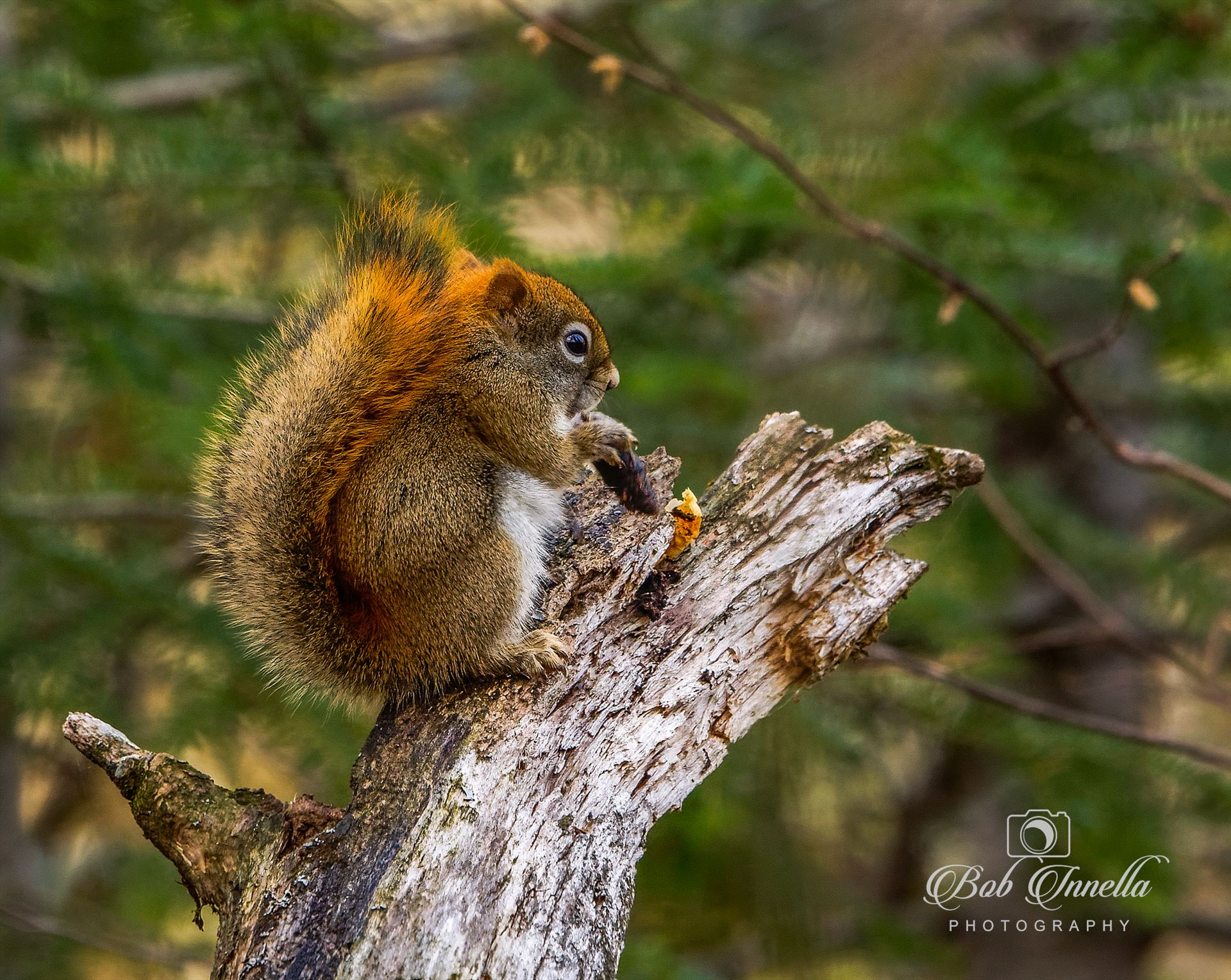 Maine Red Squirrel Taken In Northern Maine 2017 by Buckmaster