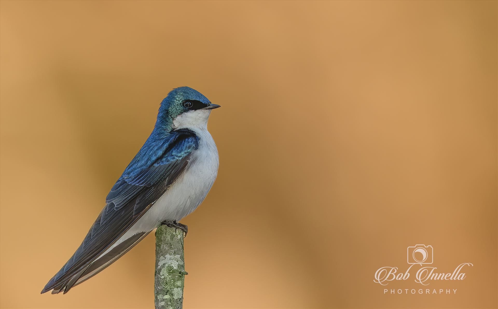 Tree Swallow in Amazing Morning Light  by Buckmaster